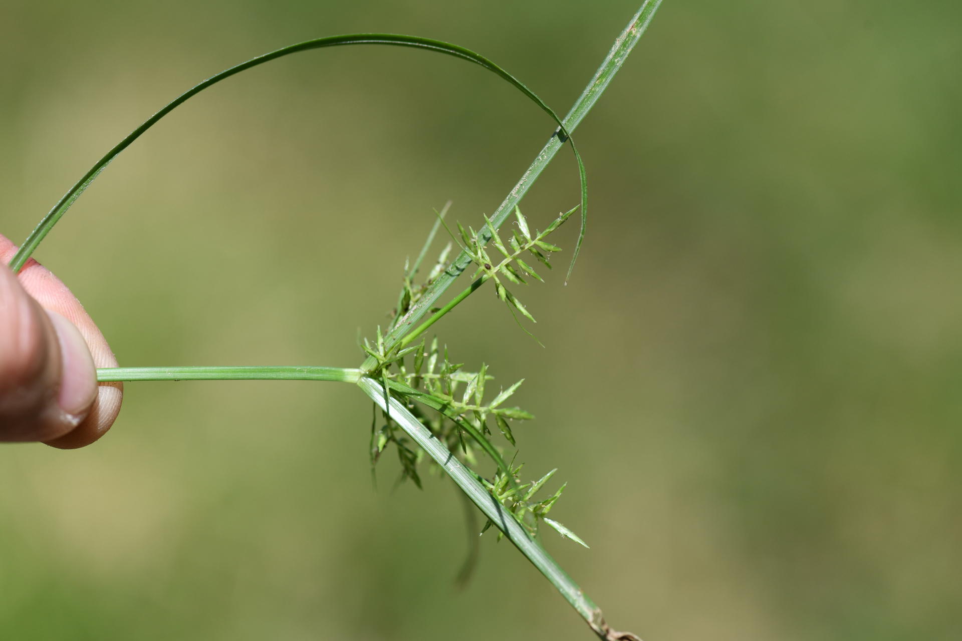 Cyperus esculentus L. - Photo Bivouac Naturaliste