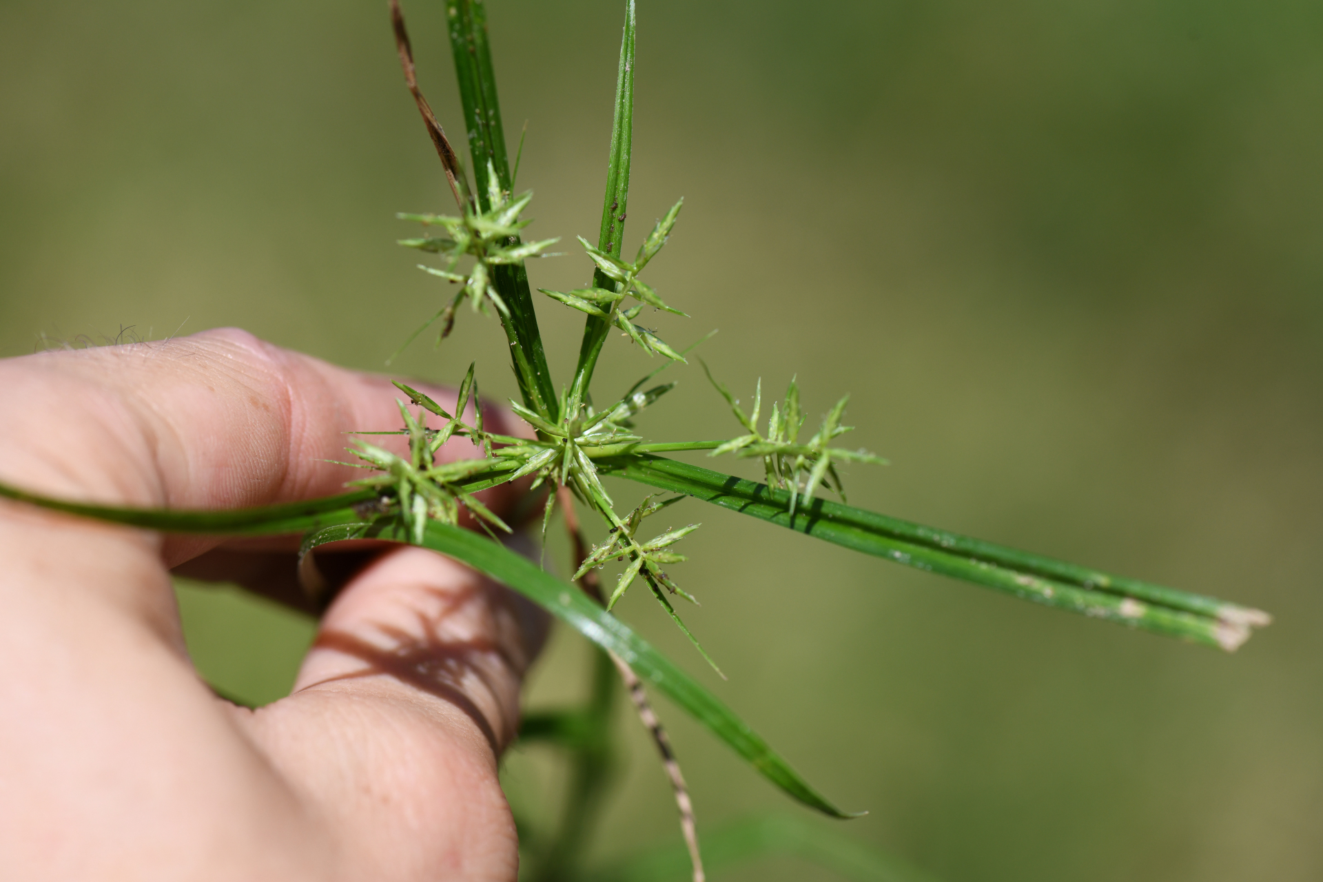 Cyperus esculentus L. - Photo Bivouac Naturaliste