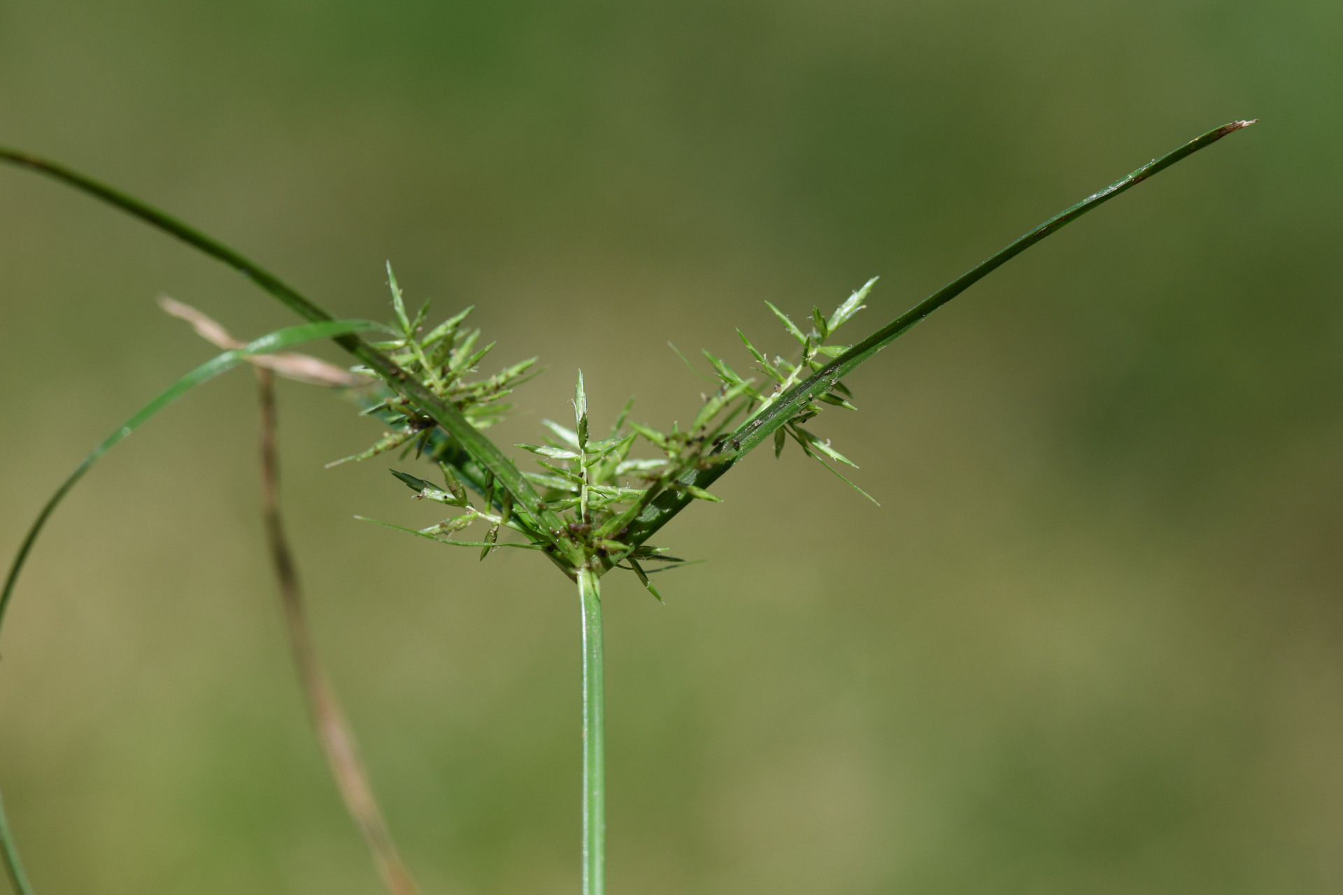 Cyperus esculentus L. - Photo Bivouac Naturaliste