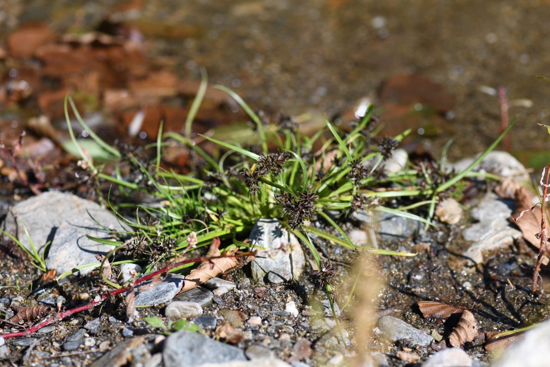 Cyperus fuscus L. - Photo Bivouac Naturaliste
