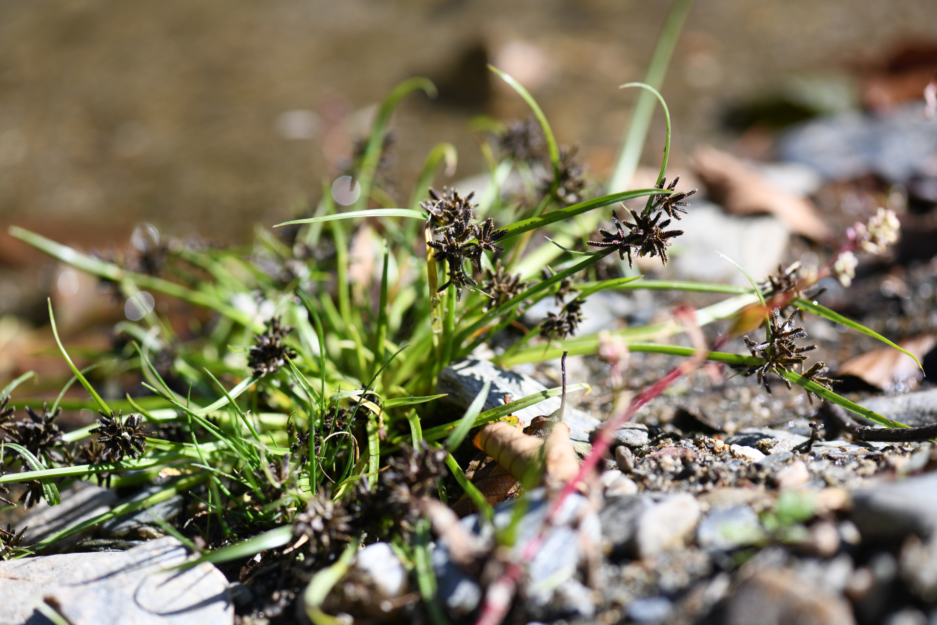 Cyperus fuscus L. - Photo Bivouac Naturaliste