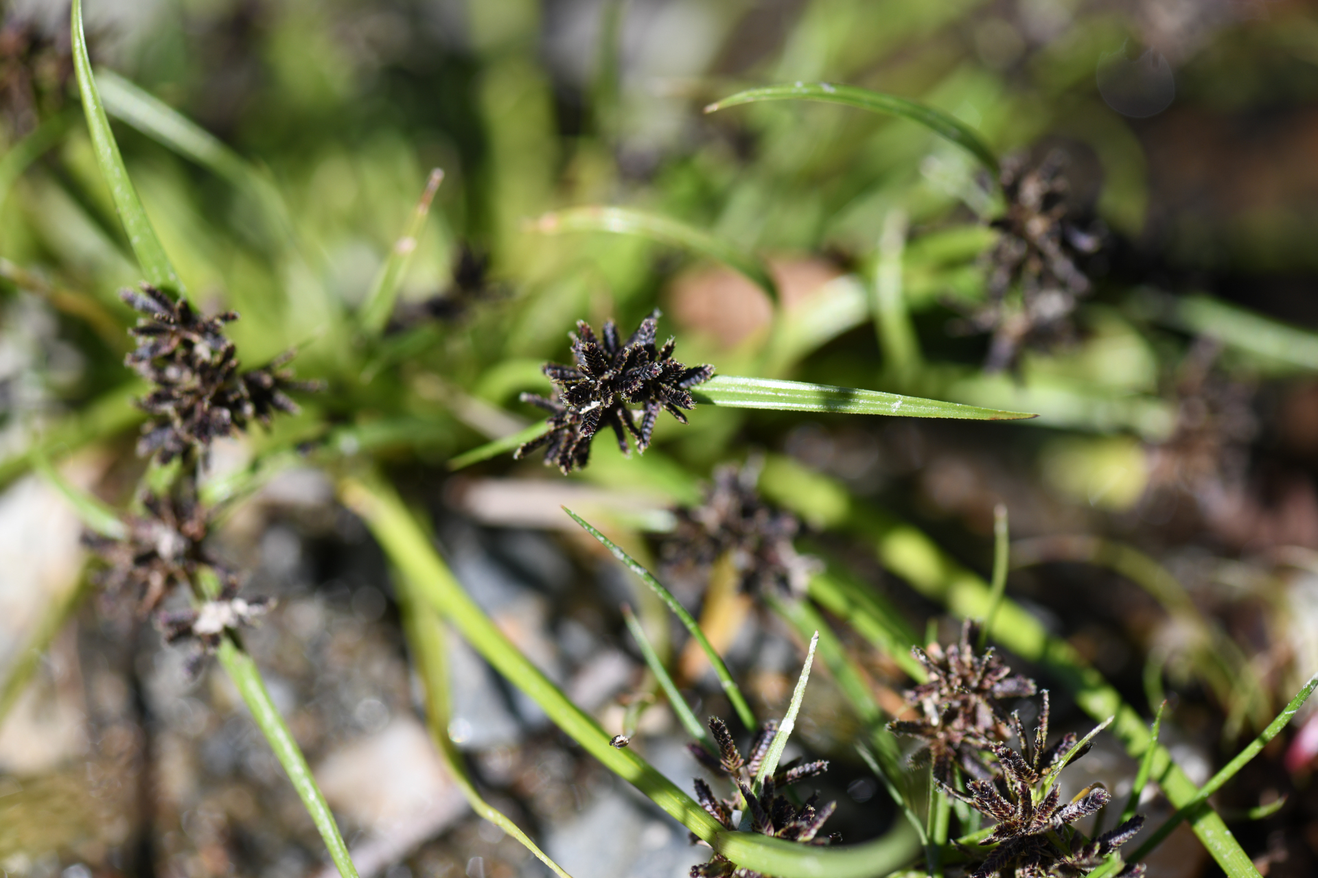 Cyperus fuscus L. - Photo Bivouac Naturaliste