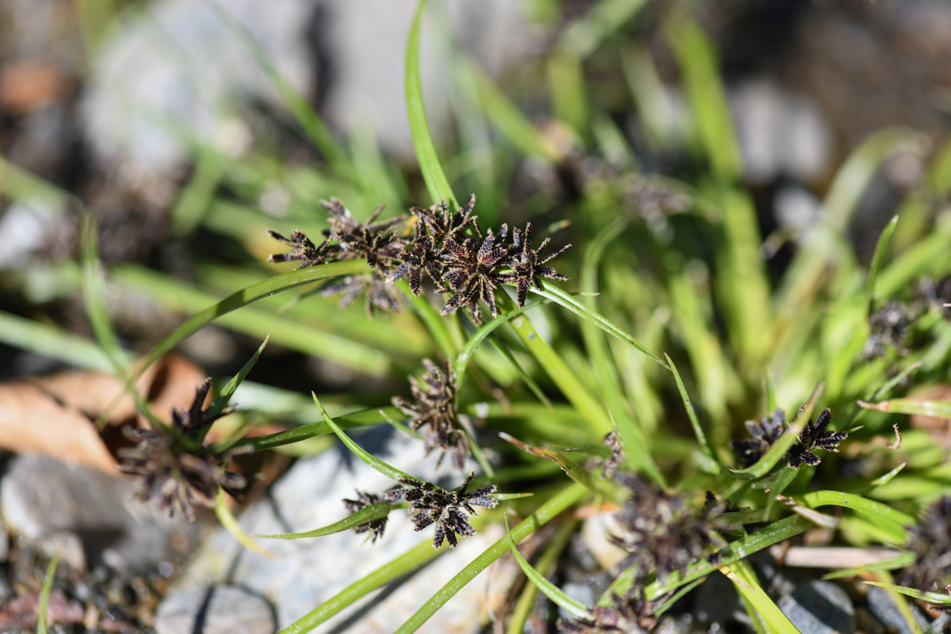 Cyperus fuscus L. - Photo Bivouac Naturaliste