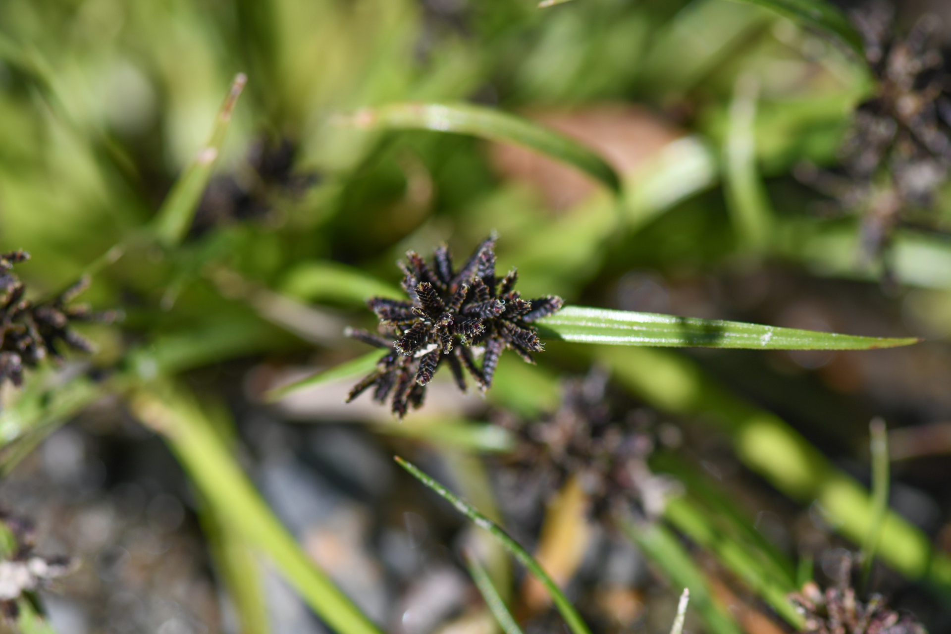 Cyperus fuscus L. - Photo Bivouac Naturaliste