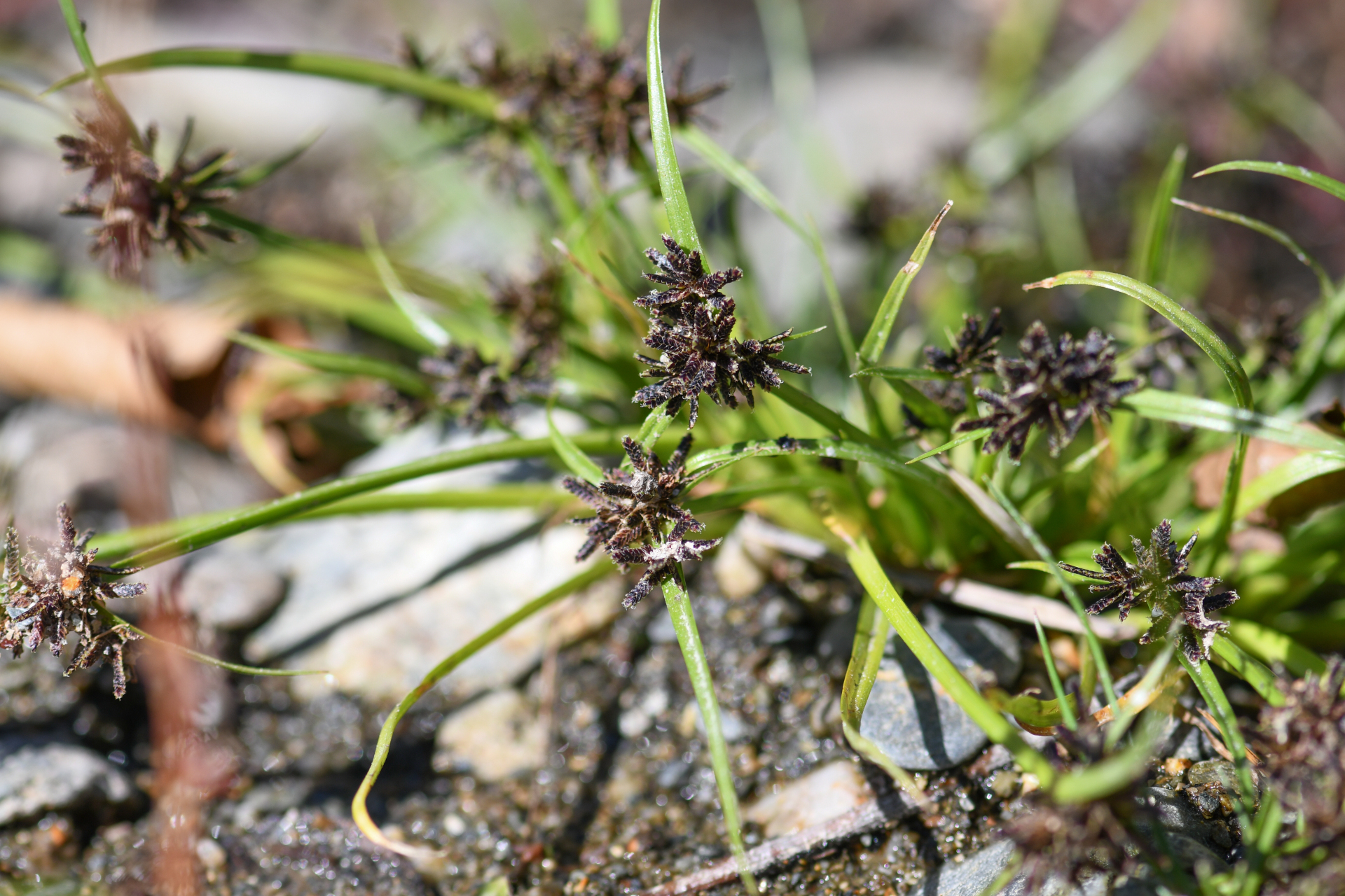 Cyperus fuscus L. - Photo Bivouac Naturaliste