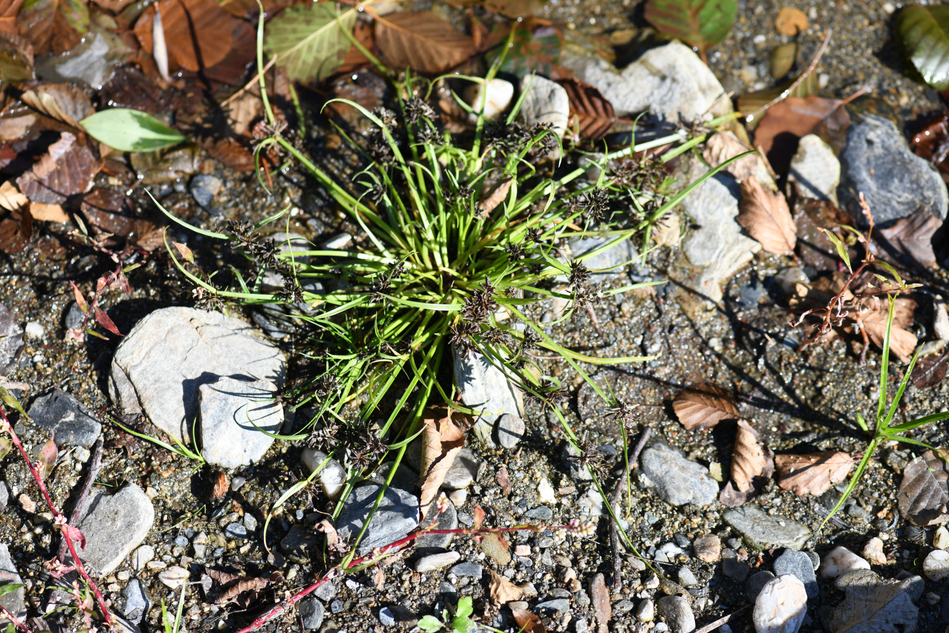 Cyperus fuscus L. - Photo Bivouac Naturaliste