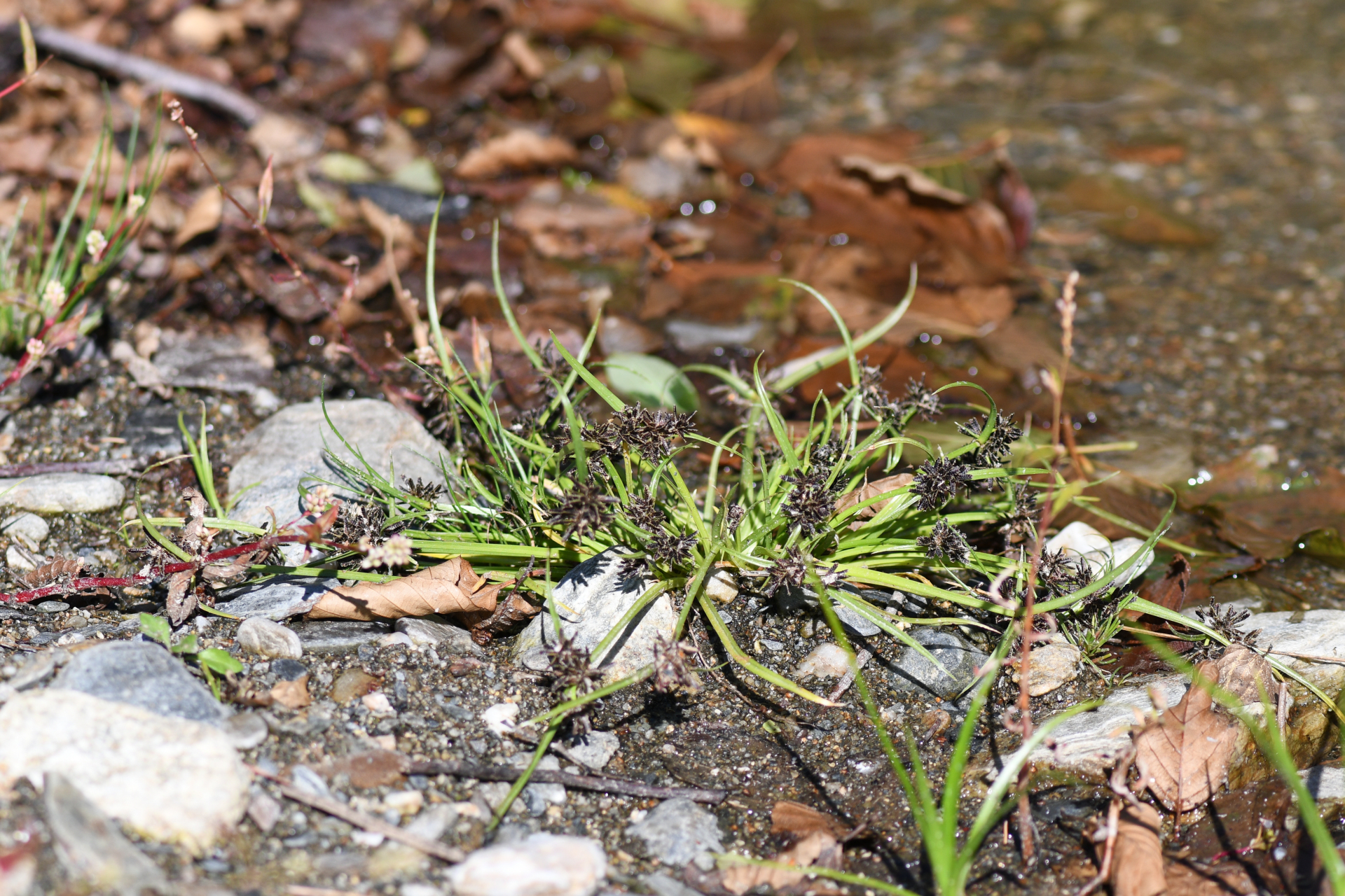 Cyperus fuscus L. - Photo Bivouac Naturaliste
