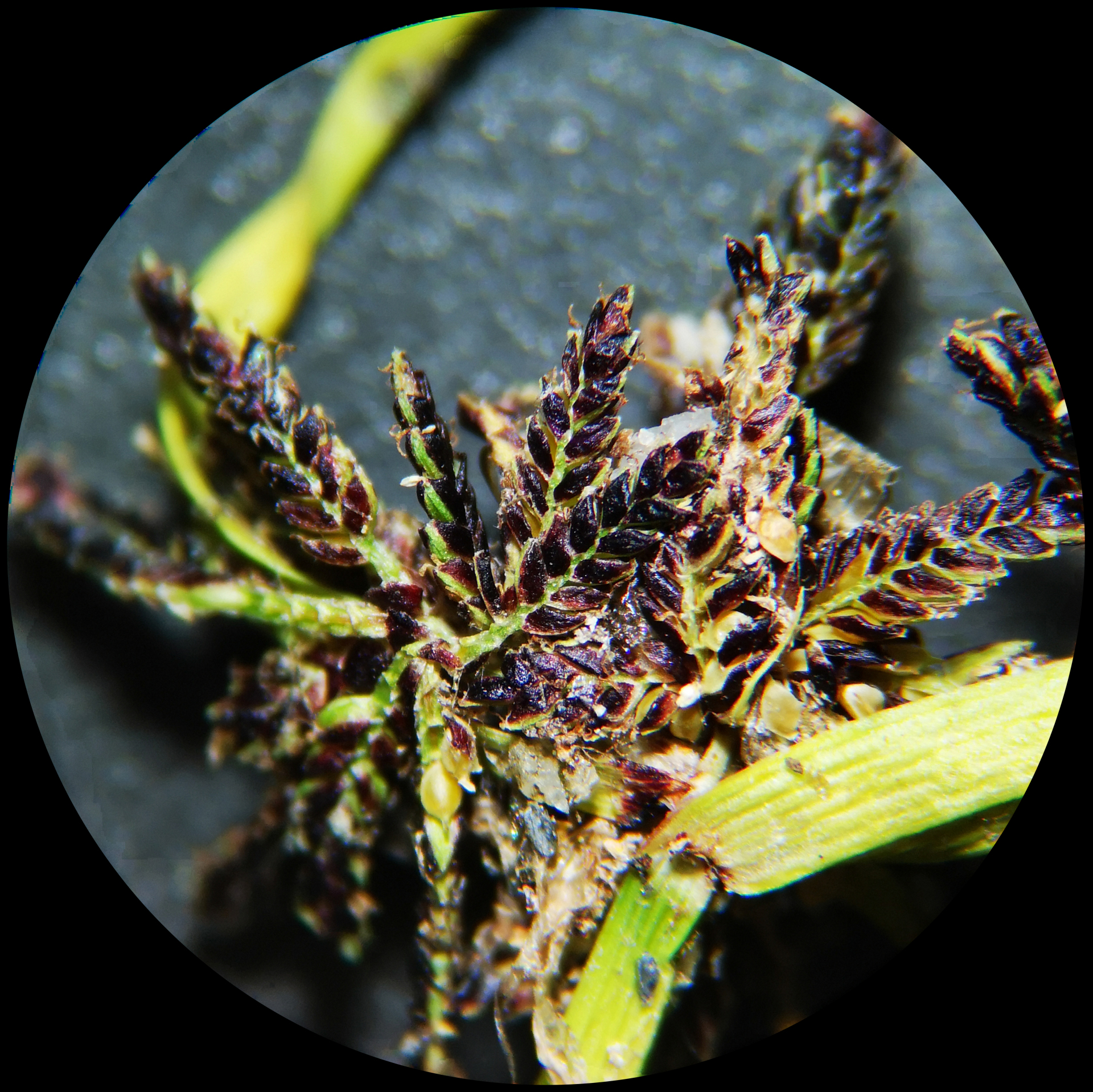 Cyperus fuscus L. - Photo Bivouac Naturaliste