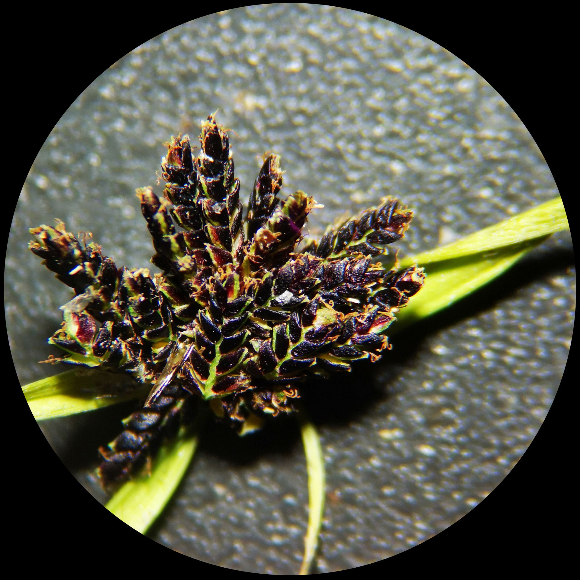 Cyperus fuscus L. - Photo Bivouac Naturaliste