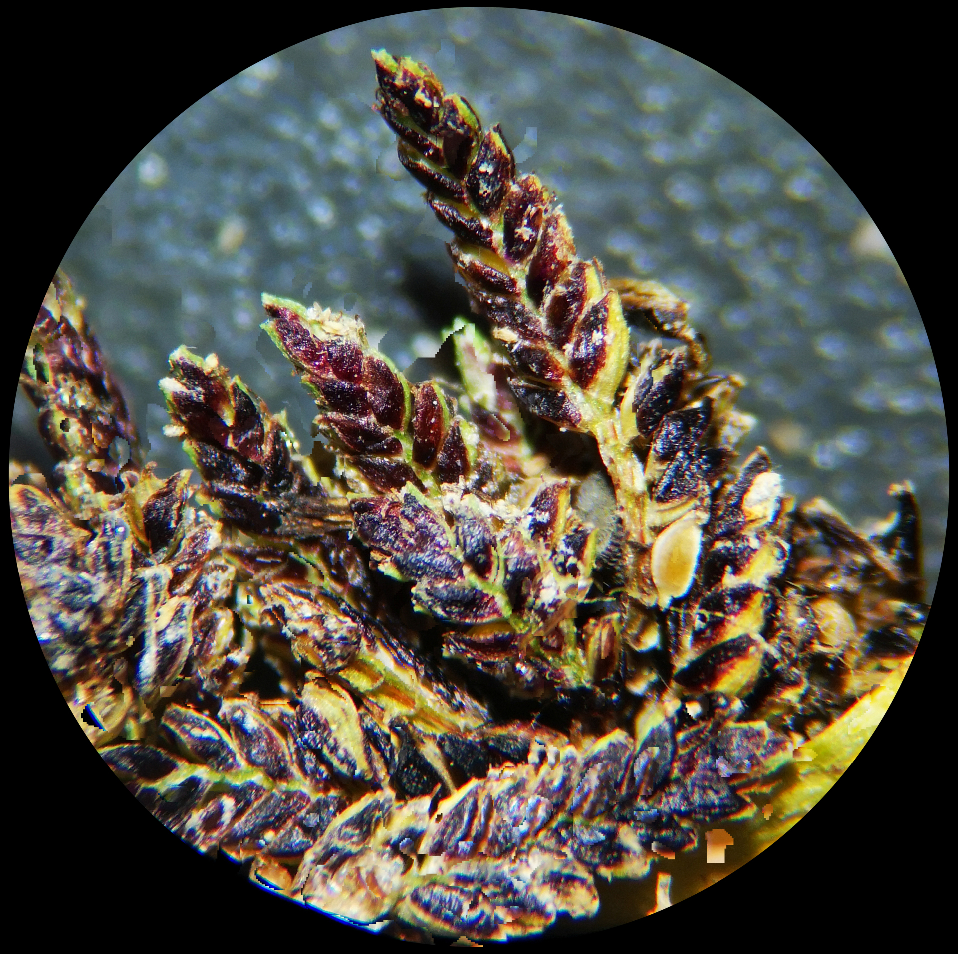 Cyperus fuscus L. - Photo Bivouac Naturaliste