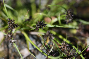 Cyperus fuscus L.