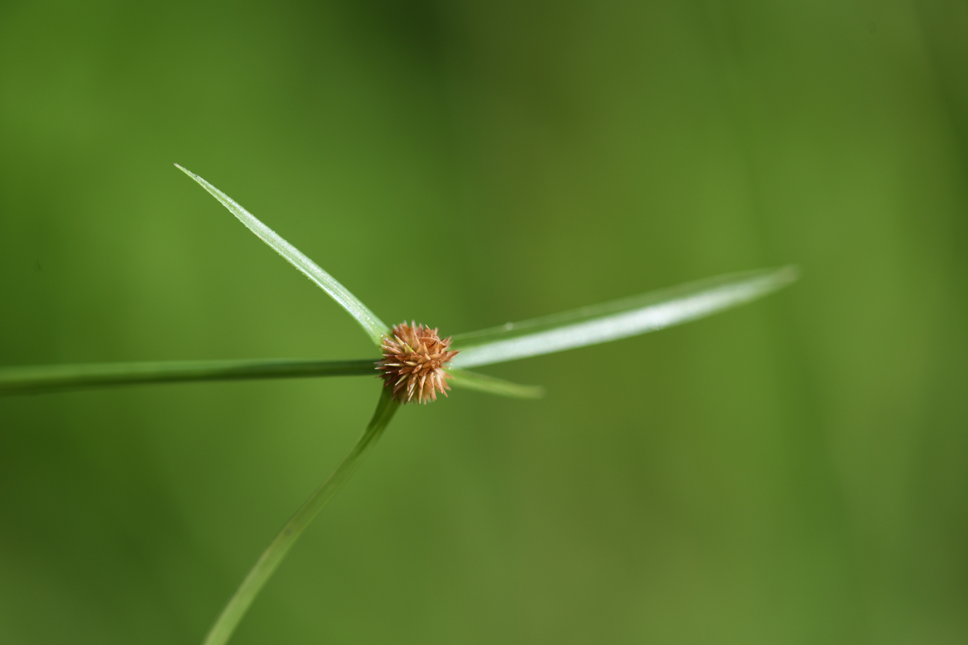 Cyperus brevifolius (Rottb.) Hassk. - Photo Bivouac Naturaliste
