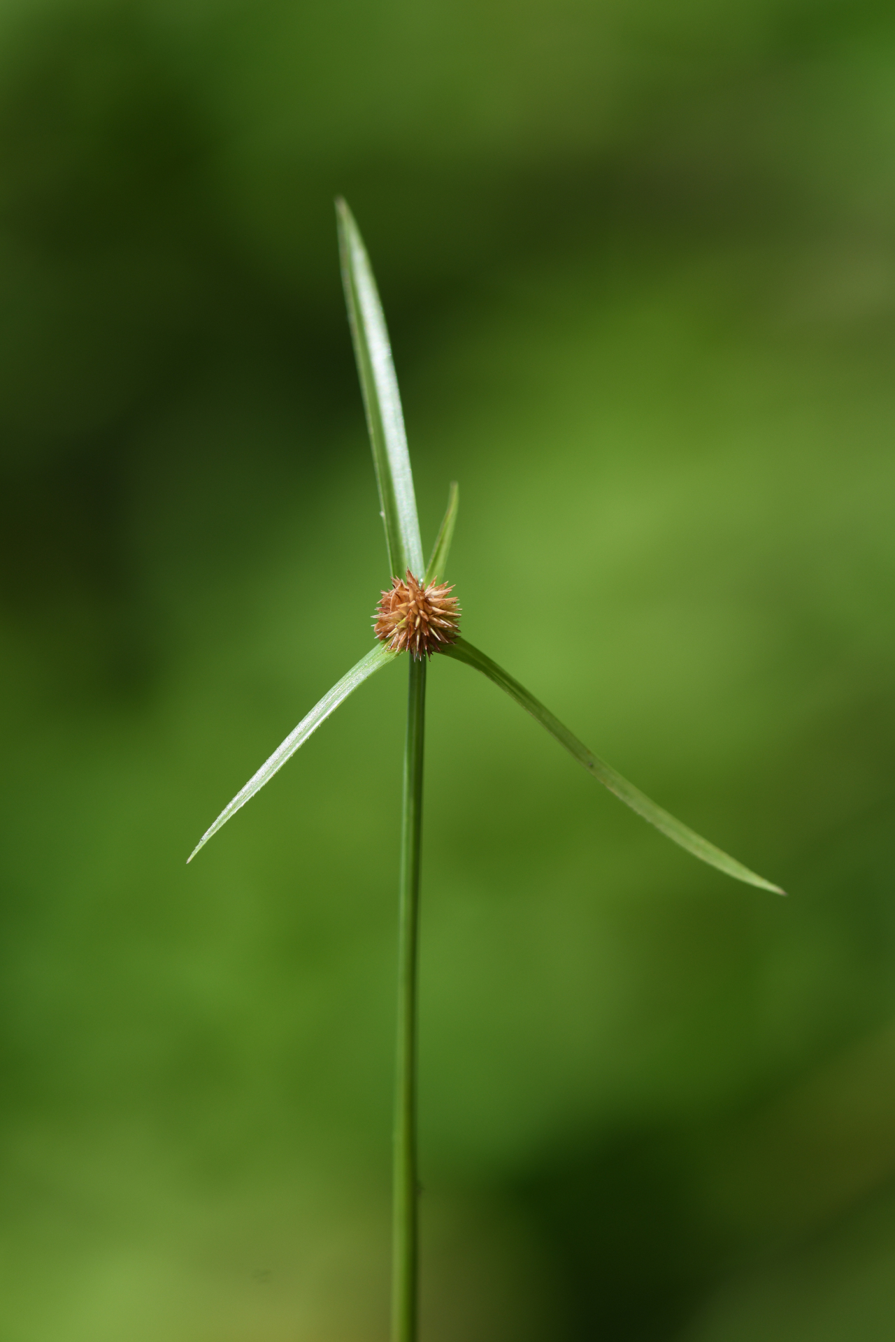 Cyperus brevifolius (Rottb.) Hassk. - Photo Bivouac Naturaliste