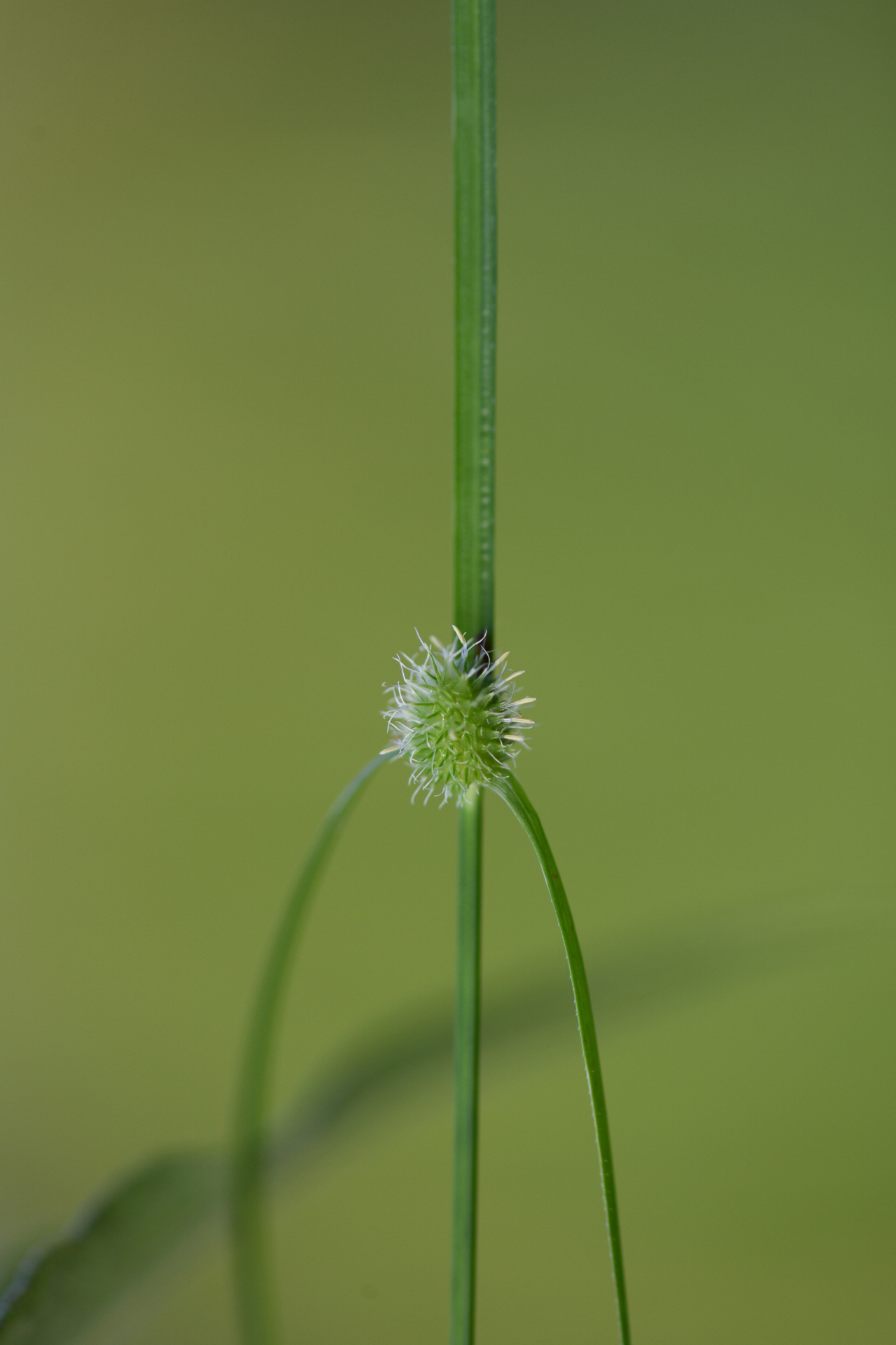 Cyperus brevifolius (Rottb.) Hassk. - Photo Bivouac Naturaliste