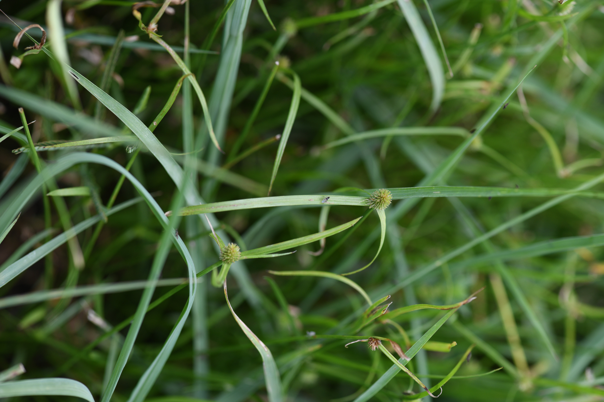 Cyperus brevifolius (Rottb.) Hassk. - Photo Bivouac Naturaliste