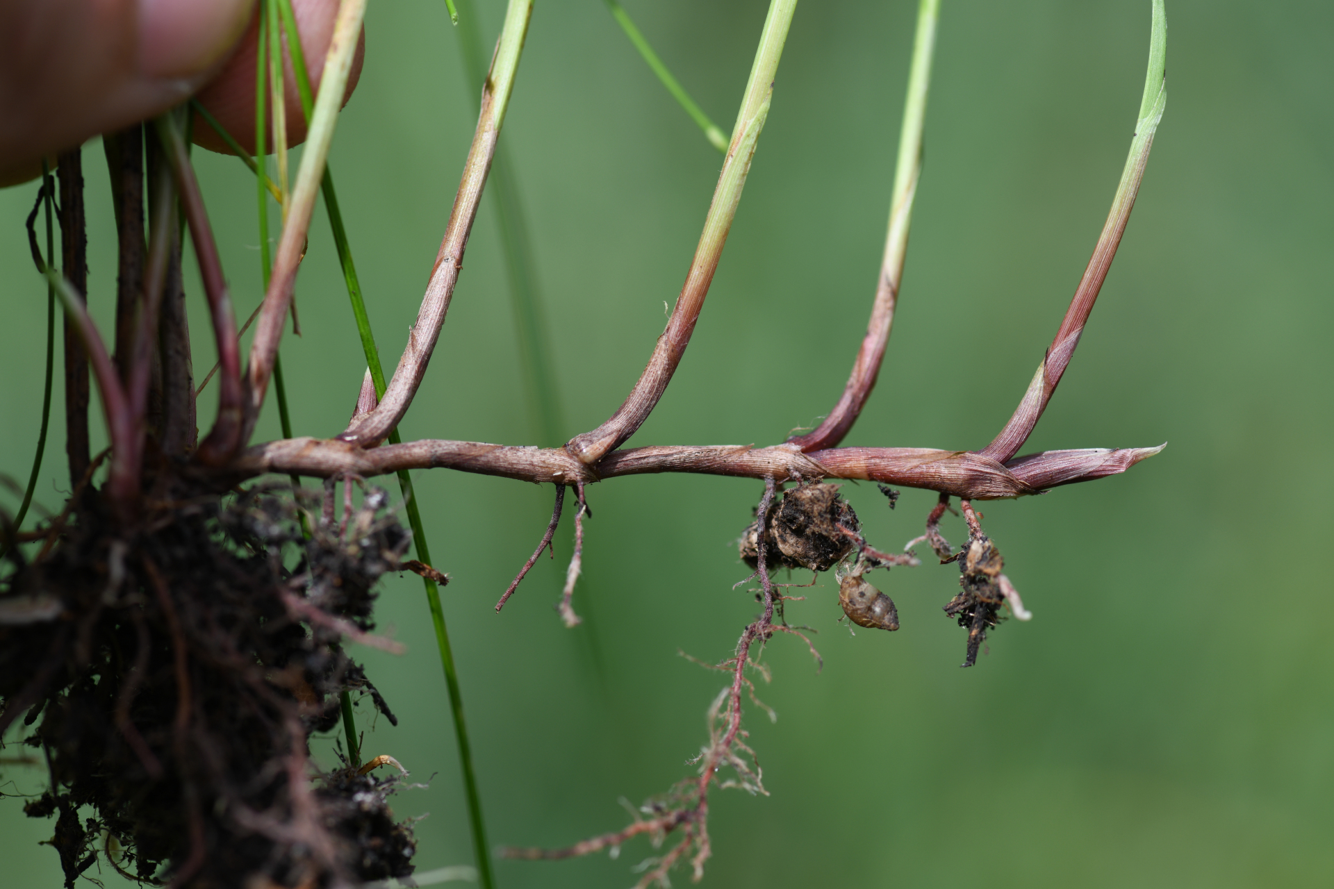 Cyperus brevifolius (Rottb.) Hassk. - Photo Bivouac Naturaliste
