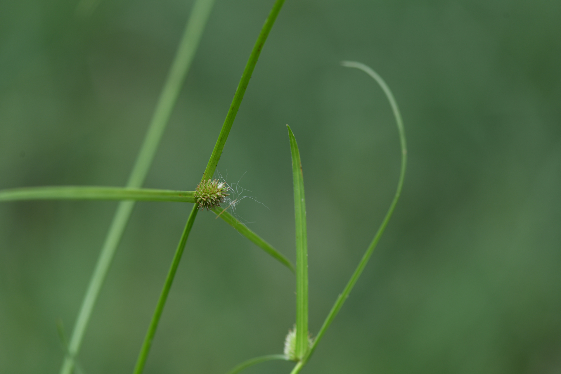 Cyperus brevifolius (Rottb.) Hassk. - Photo Bivouac Naturaliste