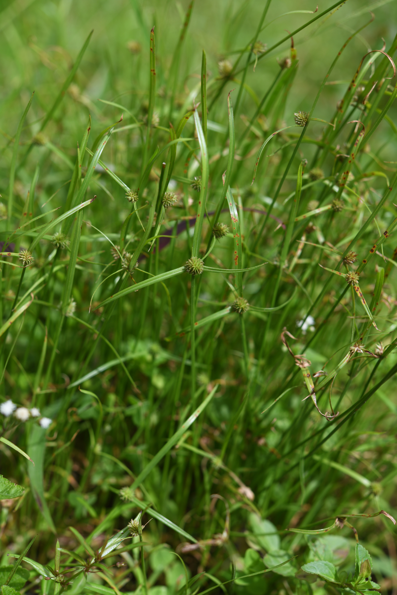 Cyperus brevifolius (Rottb.) Hassk. - Photo Bivouac Naturaliste