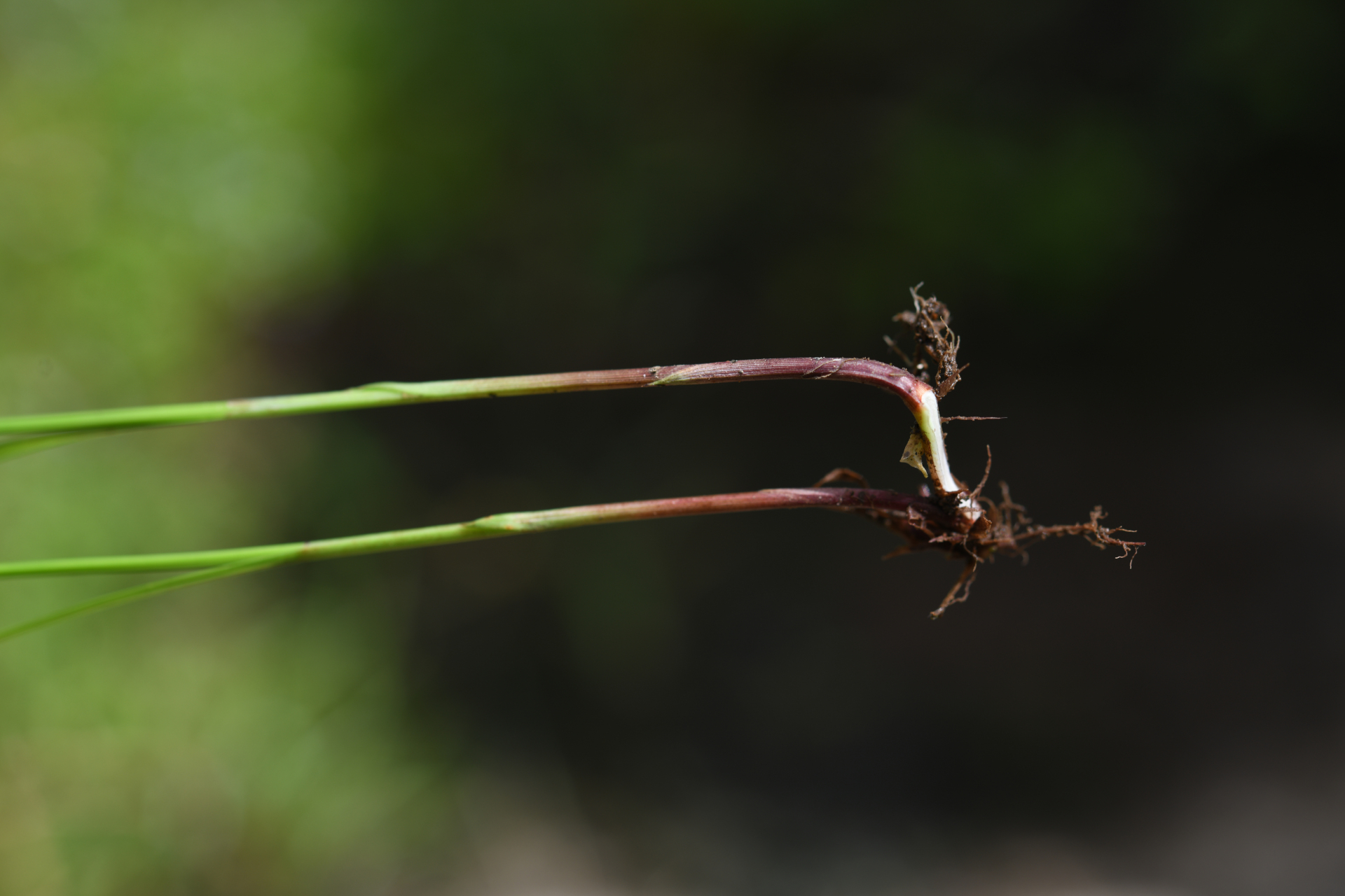 Cyperus brevifolius (Rottb.) Hassk. - Photo Bivouac Naturaliste