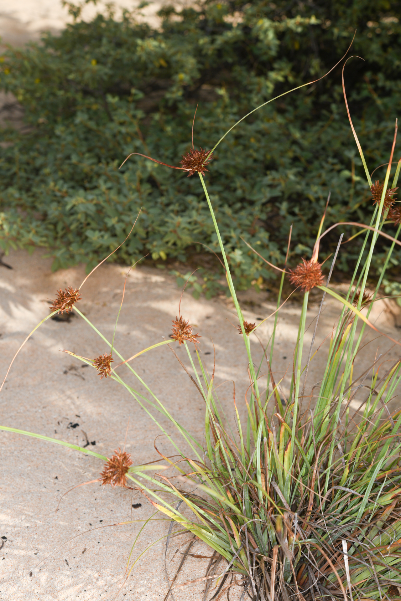 Cyperus brunneus Hook. & Arn., 1841 - Photo Bivouac Naturaliste