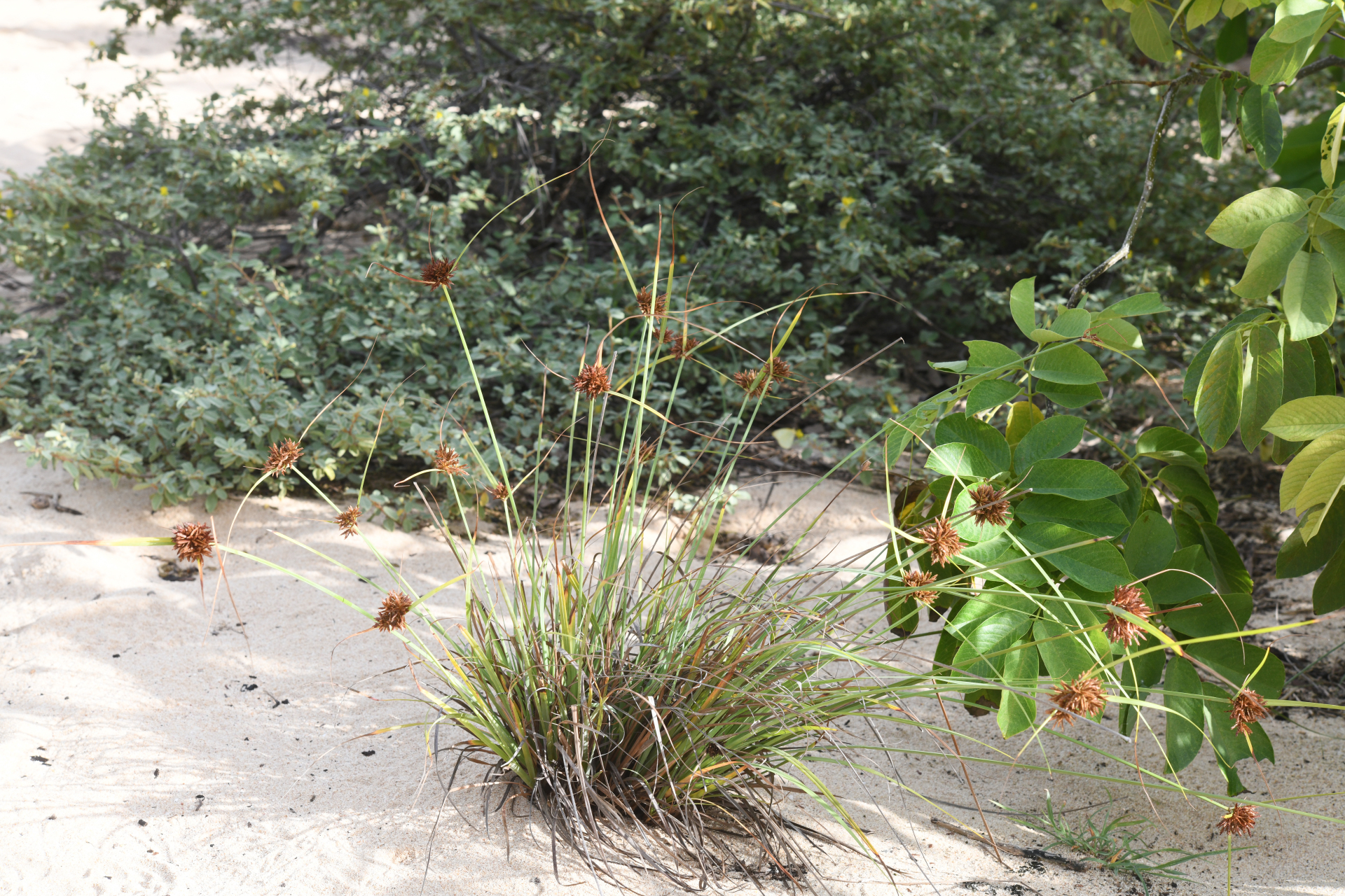 Cyperus brunneus Hook. & Arn., 1841 - Photo Bivouac Naturaliste