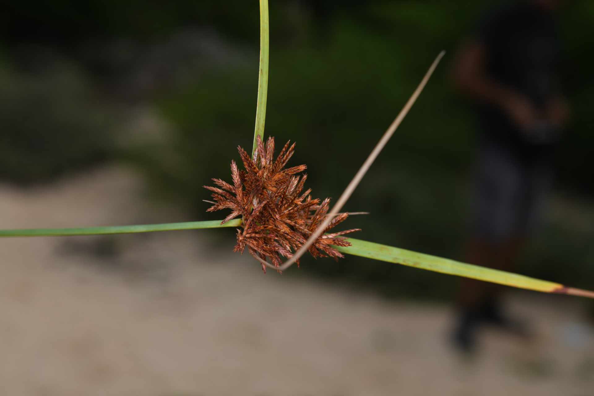 Cyperus brunneus Hook. & Arn., 1841 - Photo Bivouac Naturaliste