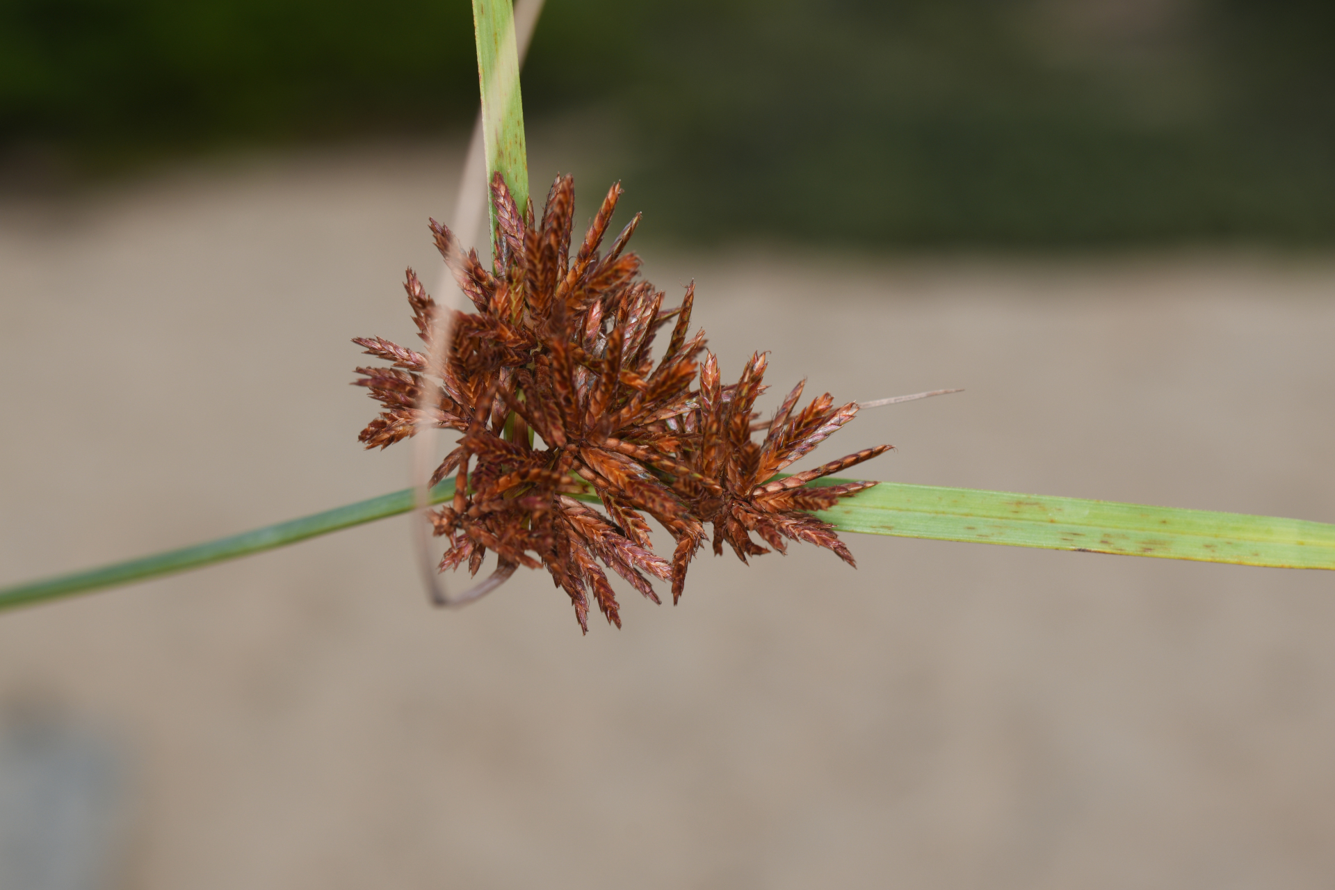 Cyperus brunneus Hook. & Arn., 1841 - Photo Bivouac Naturaliste
