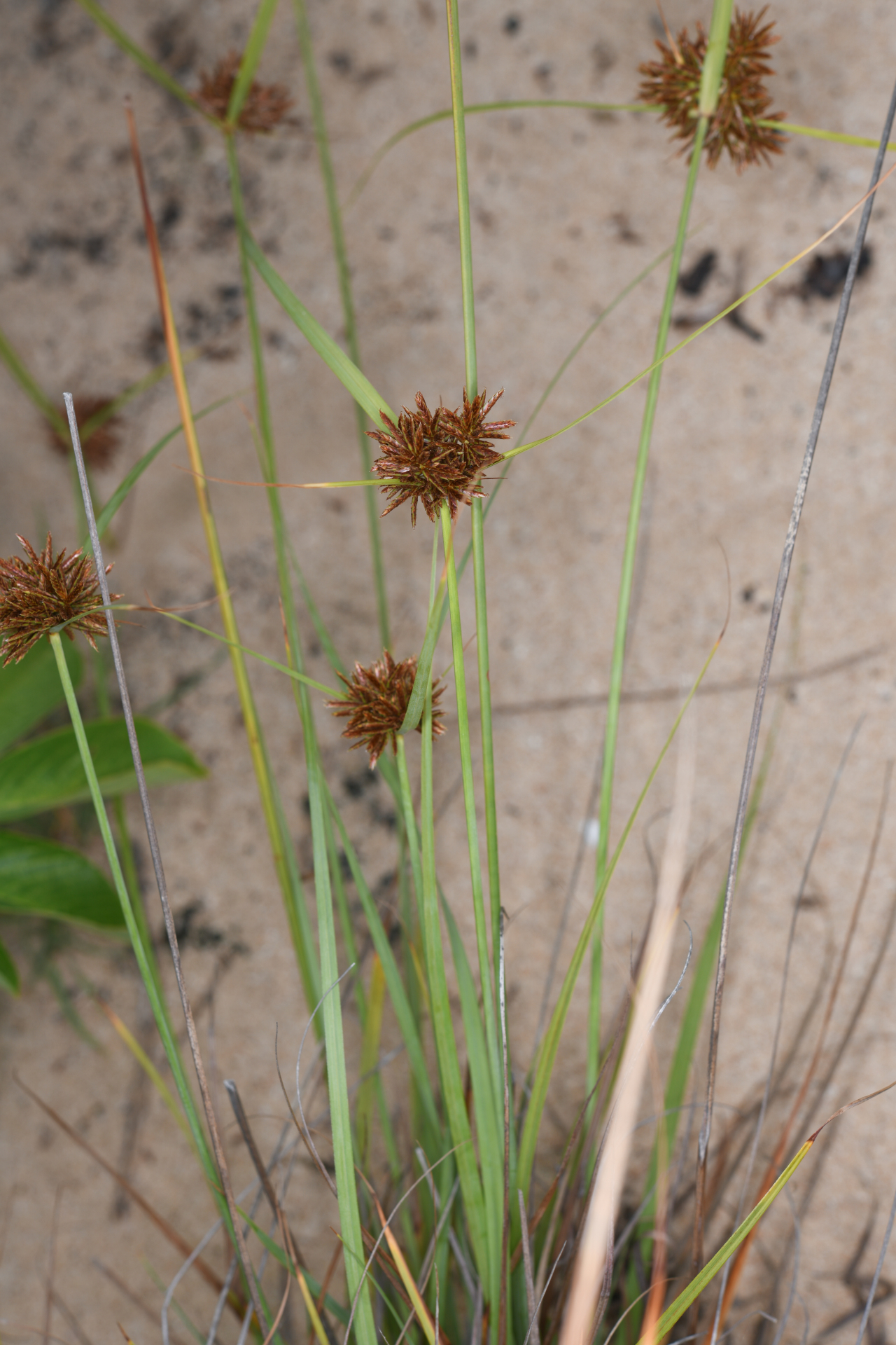 Cyperus brunneus Hook. & Arn., 1841 - Photo Bivouac Naturaliste