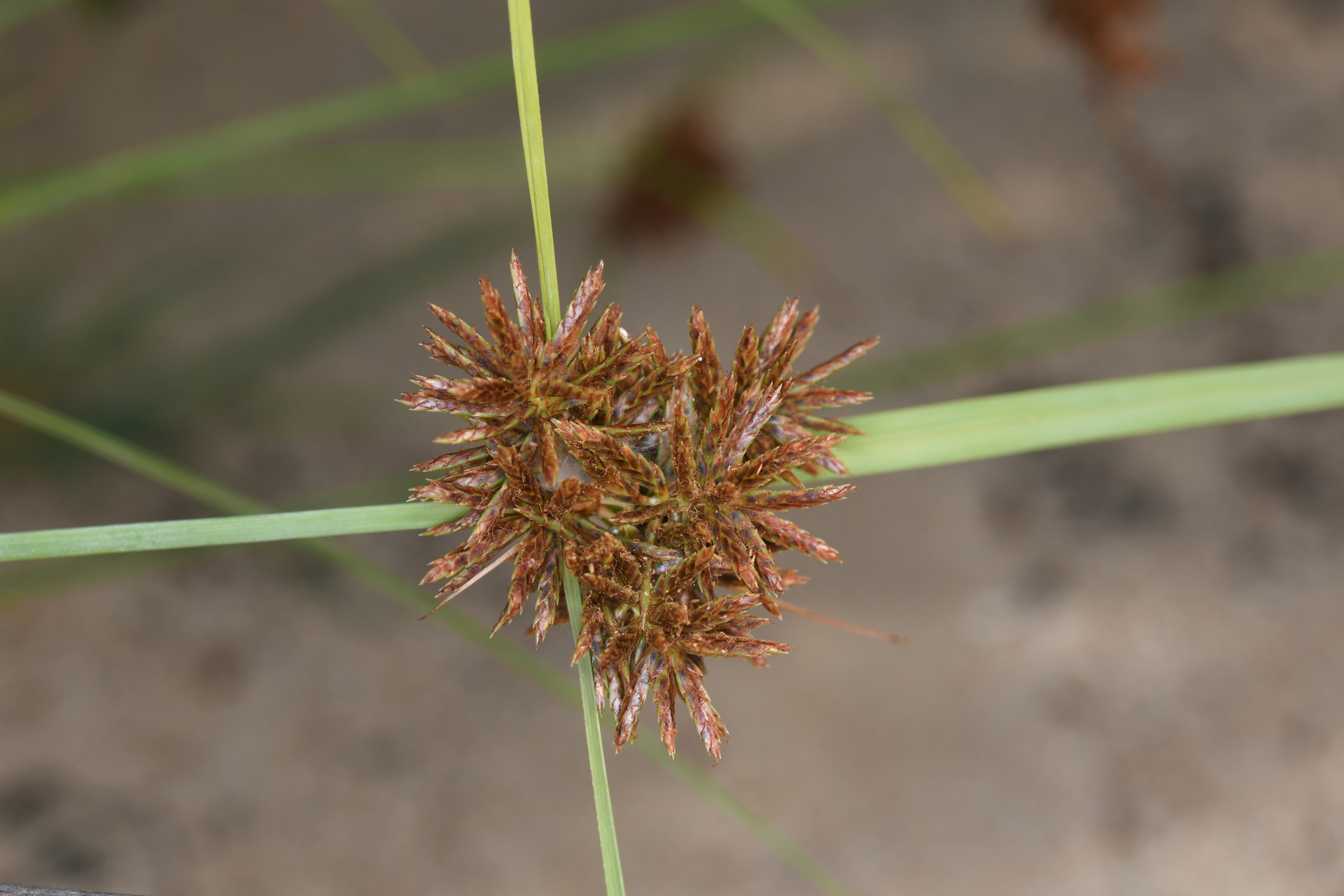 Cyperus brunneus Hook. & Arn., 1841 - Photo Bivouac Naturaliste