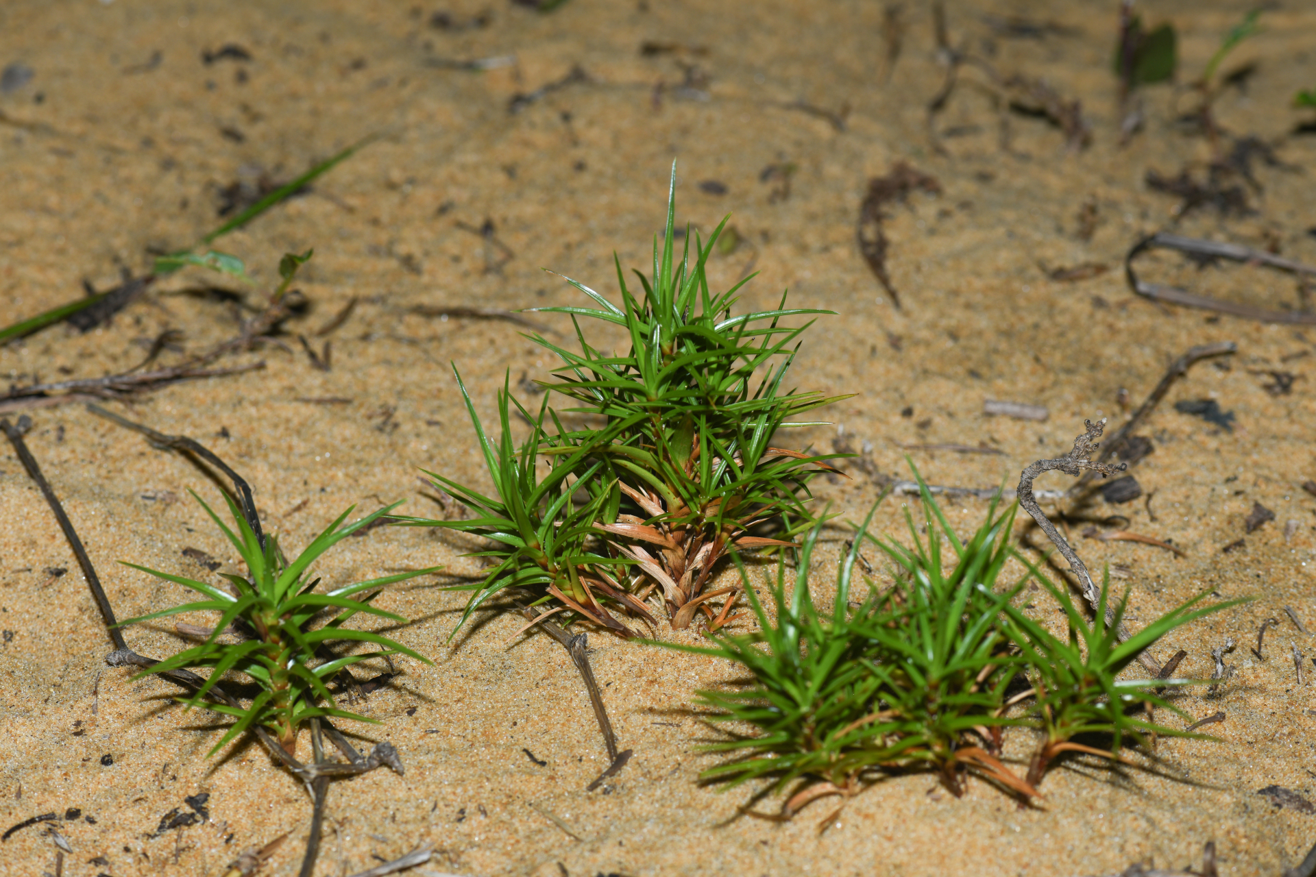 Cyperus pedunculatus (R.Br.) J.Kern - Photo Bivouac Naturaliste