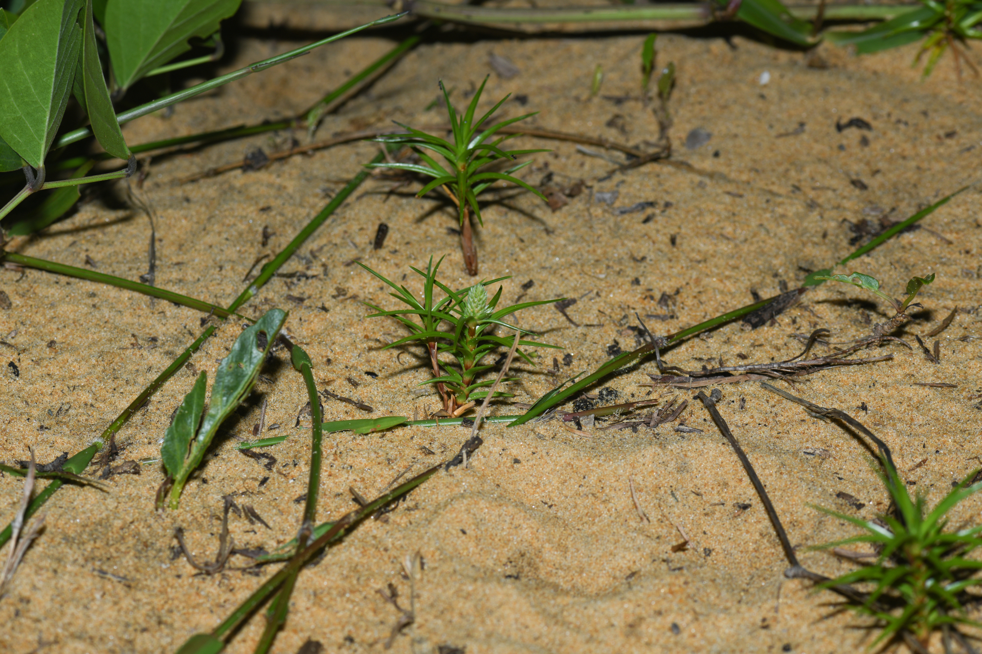 Cyperus pedunculatus (R.Br.) J.Kern - Photo Bivouac Naturaliste