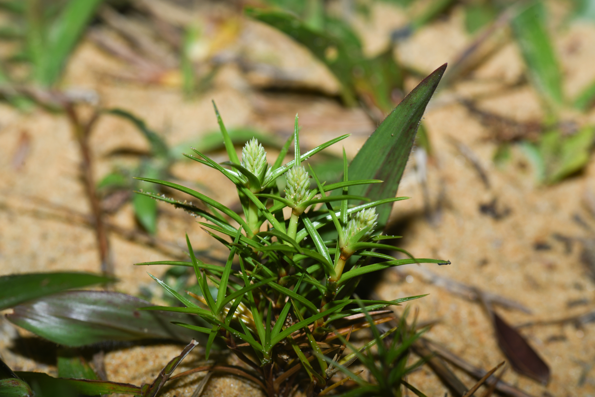 Cyperus pedunculatus (R.Br.) J.Kern - Photo Bivouac Naturaliste
