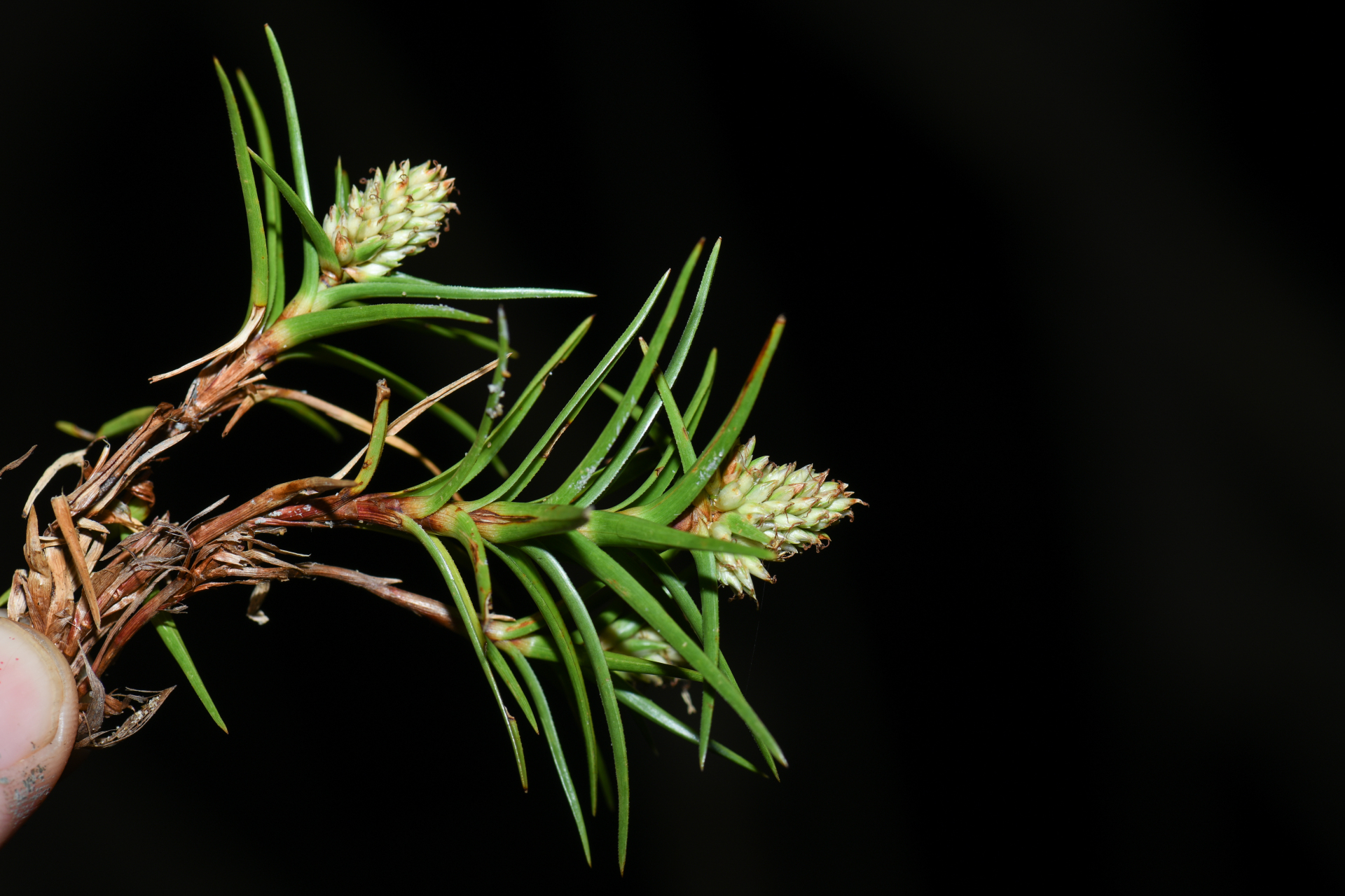 Cyperus pedunculatus (R.Br.) J.Kern - Photo Bivouac Naturaliste
