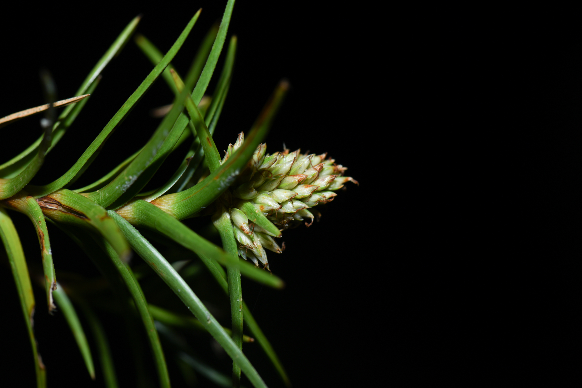 Cyperus pedunculatus (R.Br.) J.Kern - Photo Bivouac Naturaliste