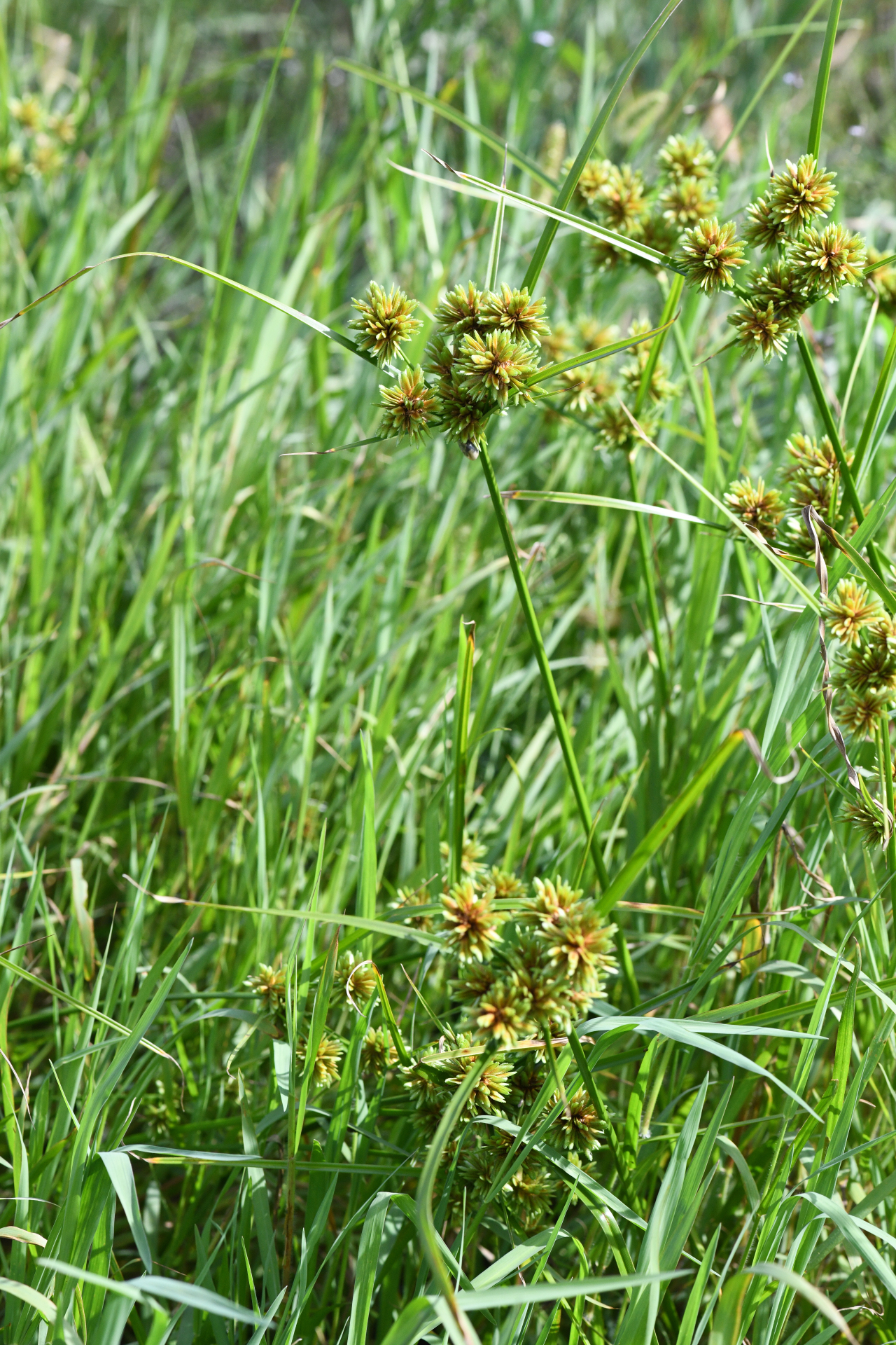 Cyperus eragrostis Rottb. ex C.B.Clarke, 1884 - Photo Bivouac Naturaliste