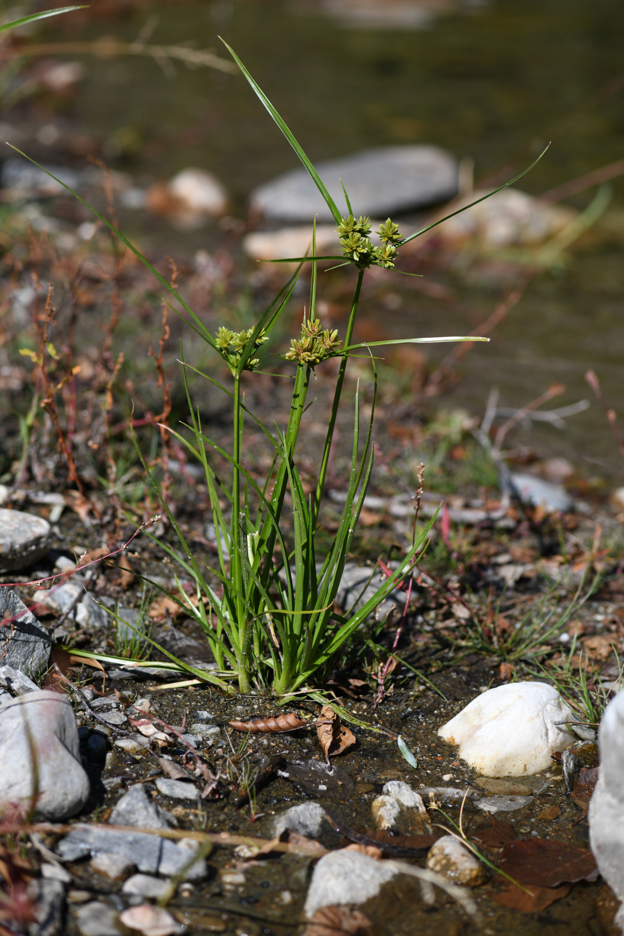 Cyperus eragrostis Rottb. ex C.B.Clarke, 1884 - Photo Bivouac Naturaliste
