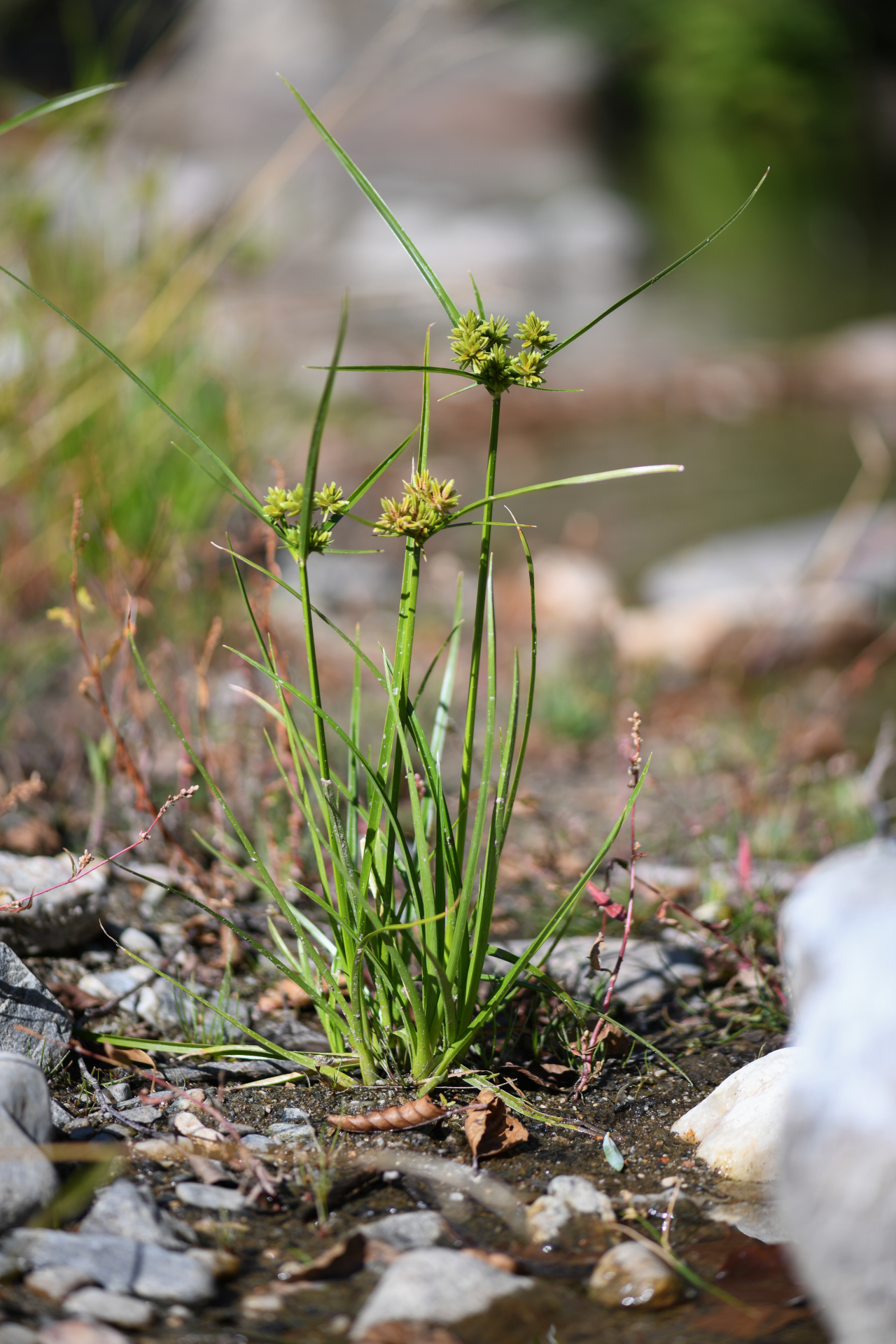 Cyperus eragrostis Rottb. ex C.B.Clarke, 1884 - Photo Bivouac Naturaliste