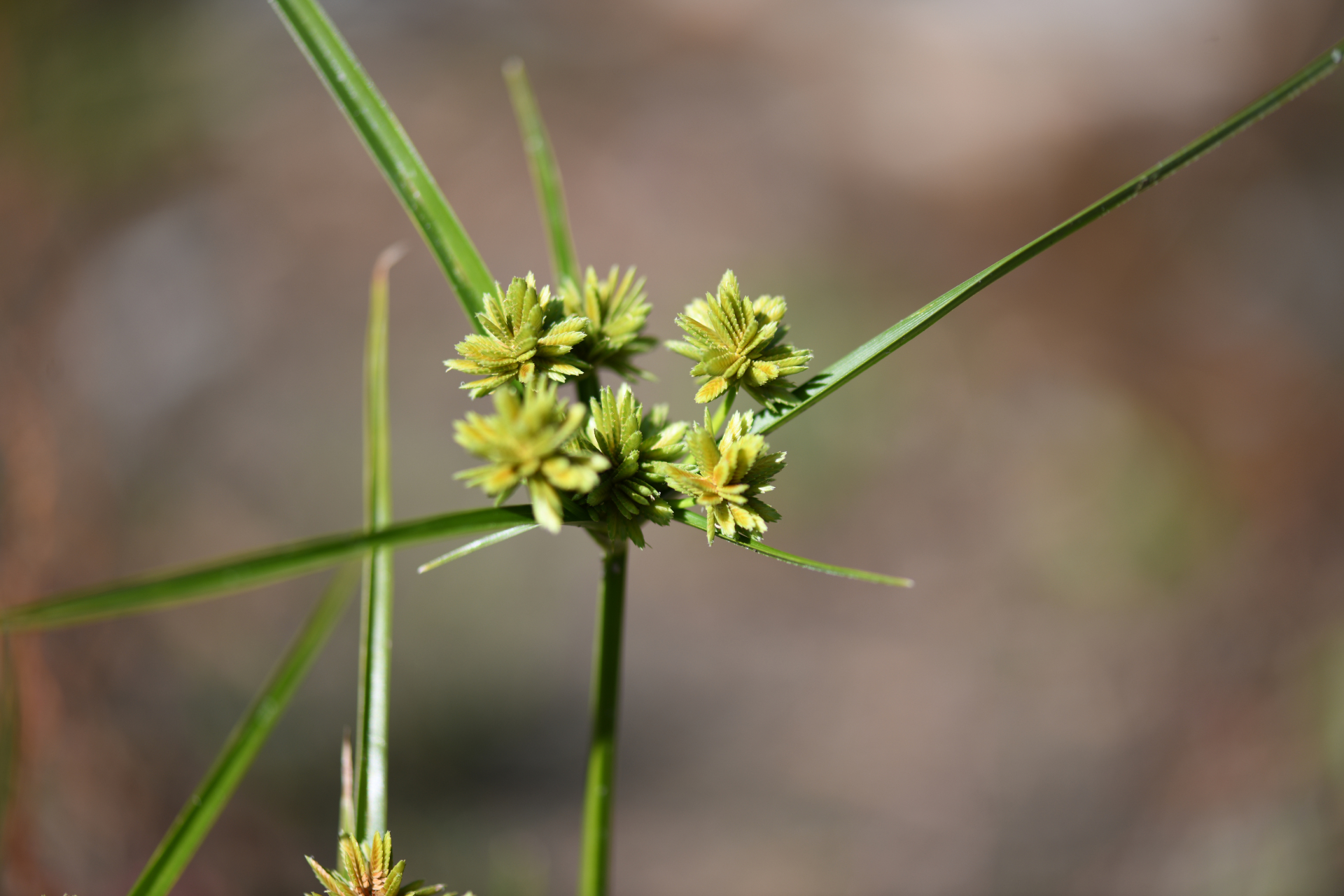 Cyperus eragrostis Rottb. ex C.B.Clarke, 1884 - Photo Bivouac Naturaliste