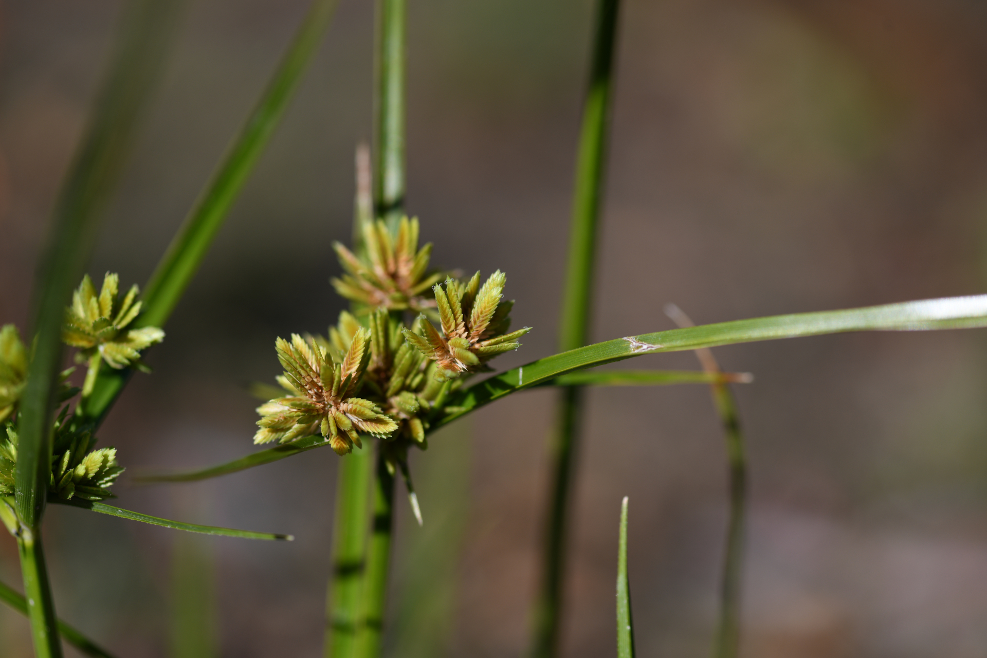Cyperus eragrostis Rottb. ex C.B.Clarke, 1884 - Photo Bivouac Naturaliste