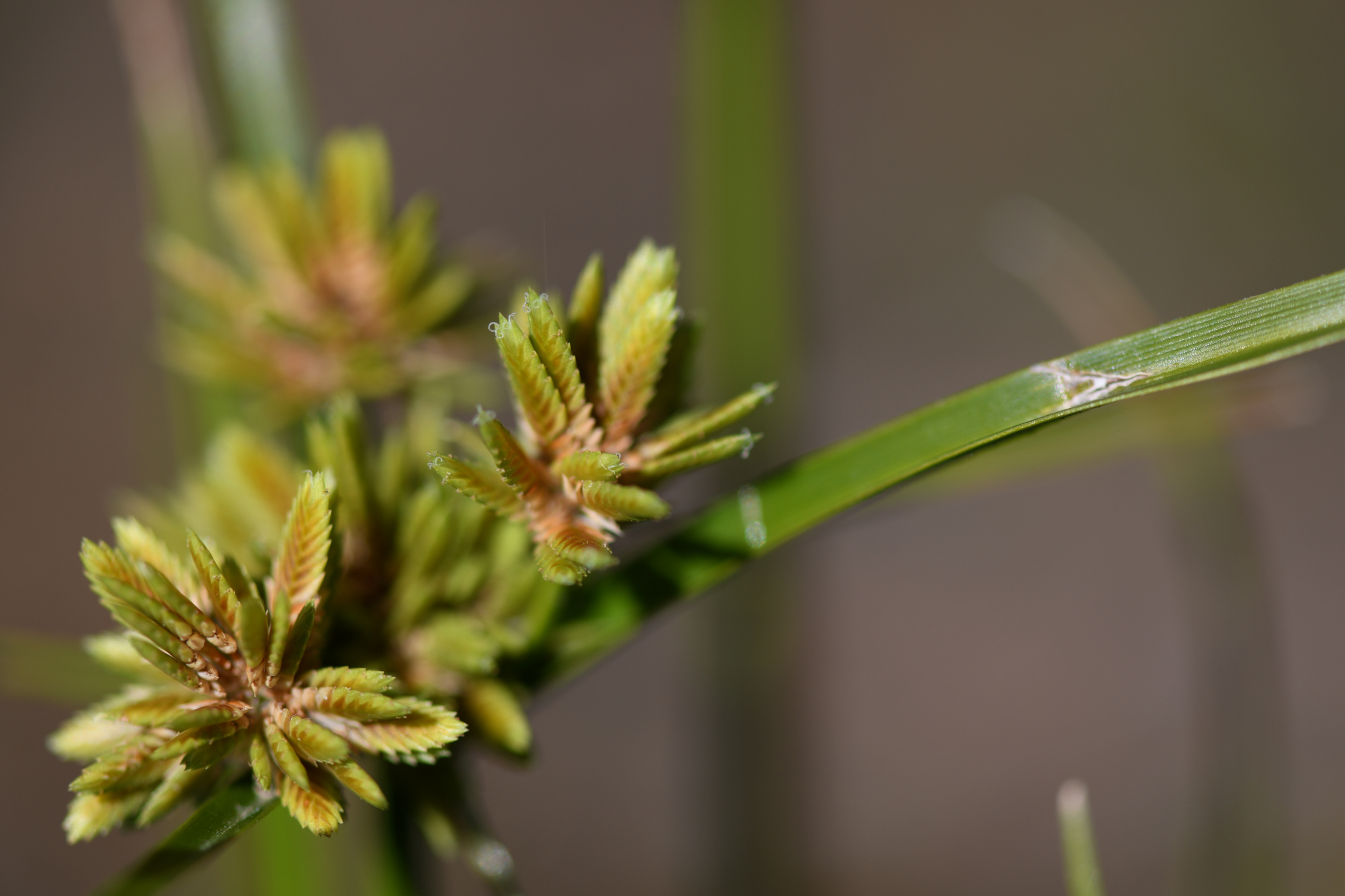 Cyperus eragrostis Rottb. ex C.B.Clarke, 1884 - Photo Bivouac Naturaliste