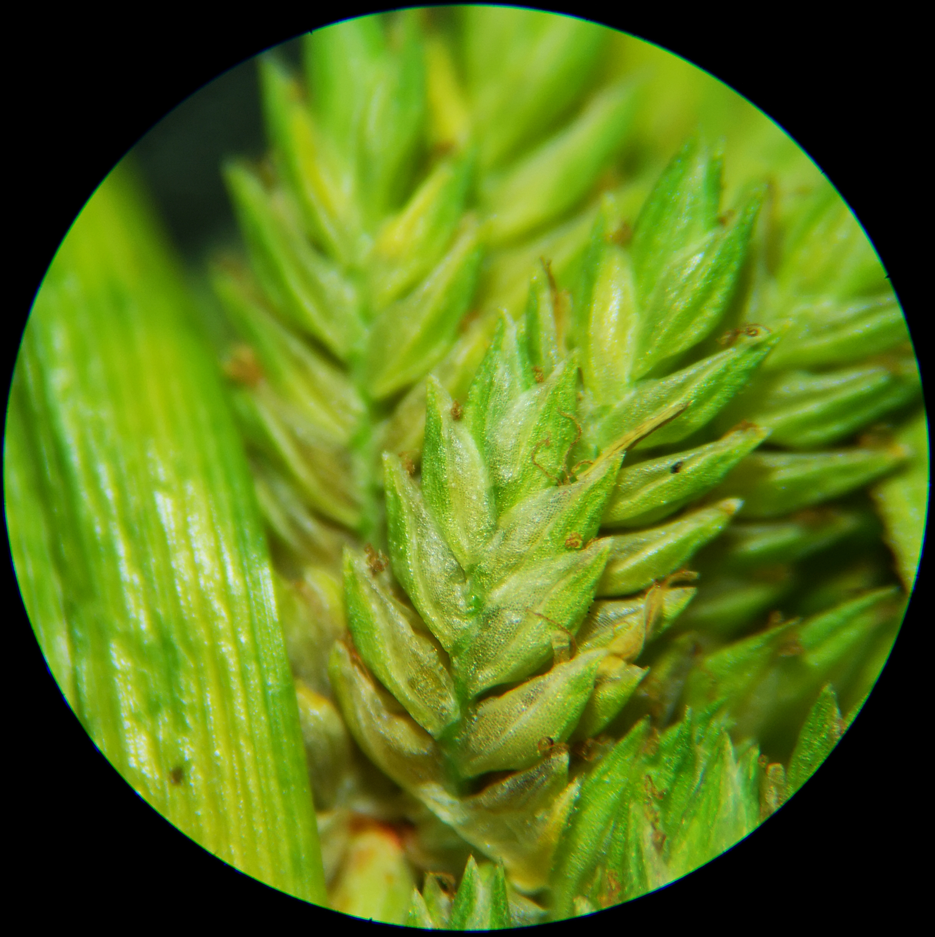 Cyperus eragrostis Rottb. ex C.B.Clarke, 1884 - Photo Bivouac Naturaliste
