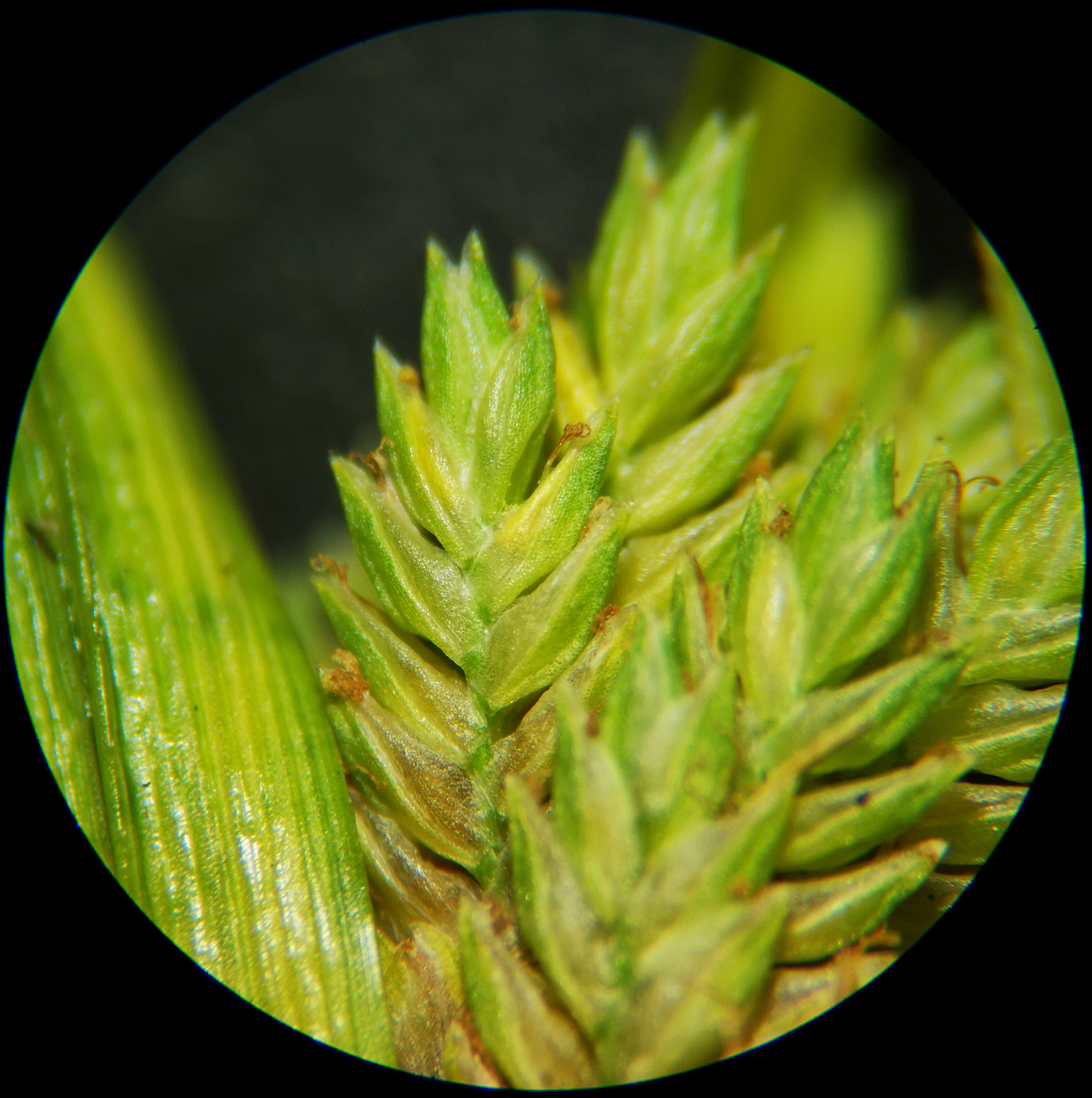 Cyperus eragrostis Rottb. ex C.B.Clarke, 1884 - Photo Bivouac Naturaliste
