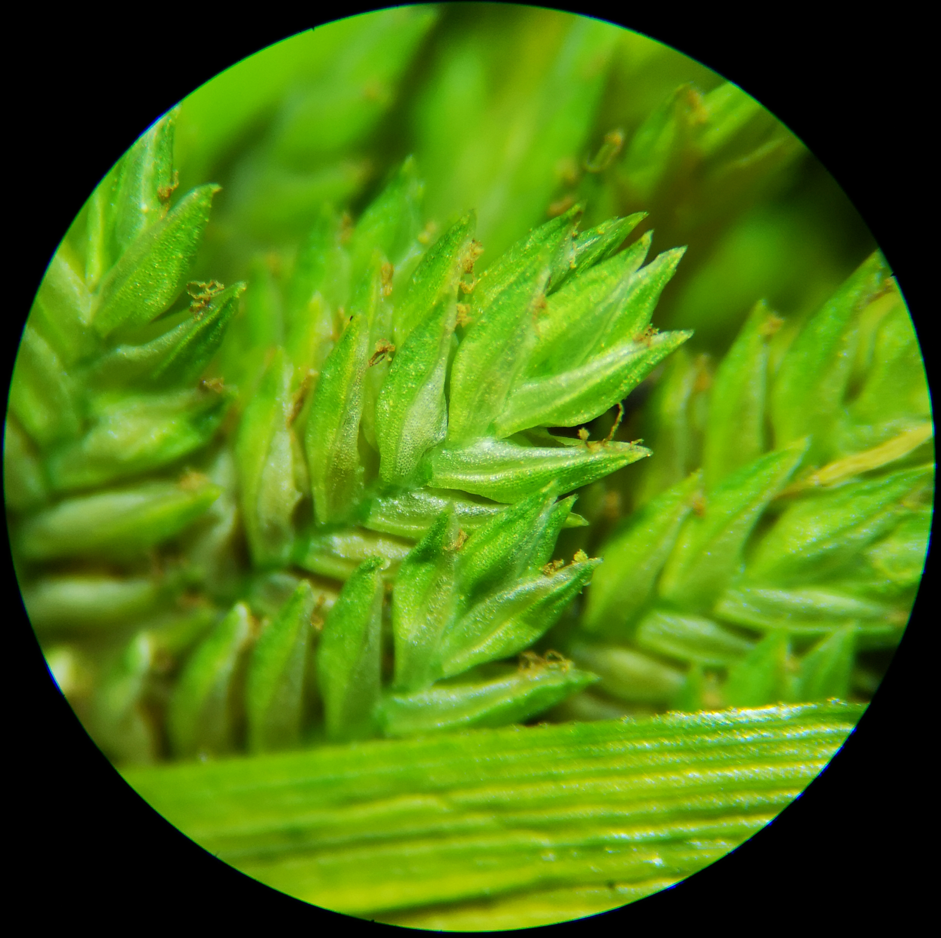 Cyperus eragrostis Rottb. ex C.B.Clarke, 1884 - Photo Bivouac Naturaliste