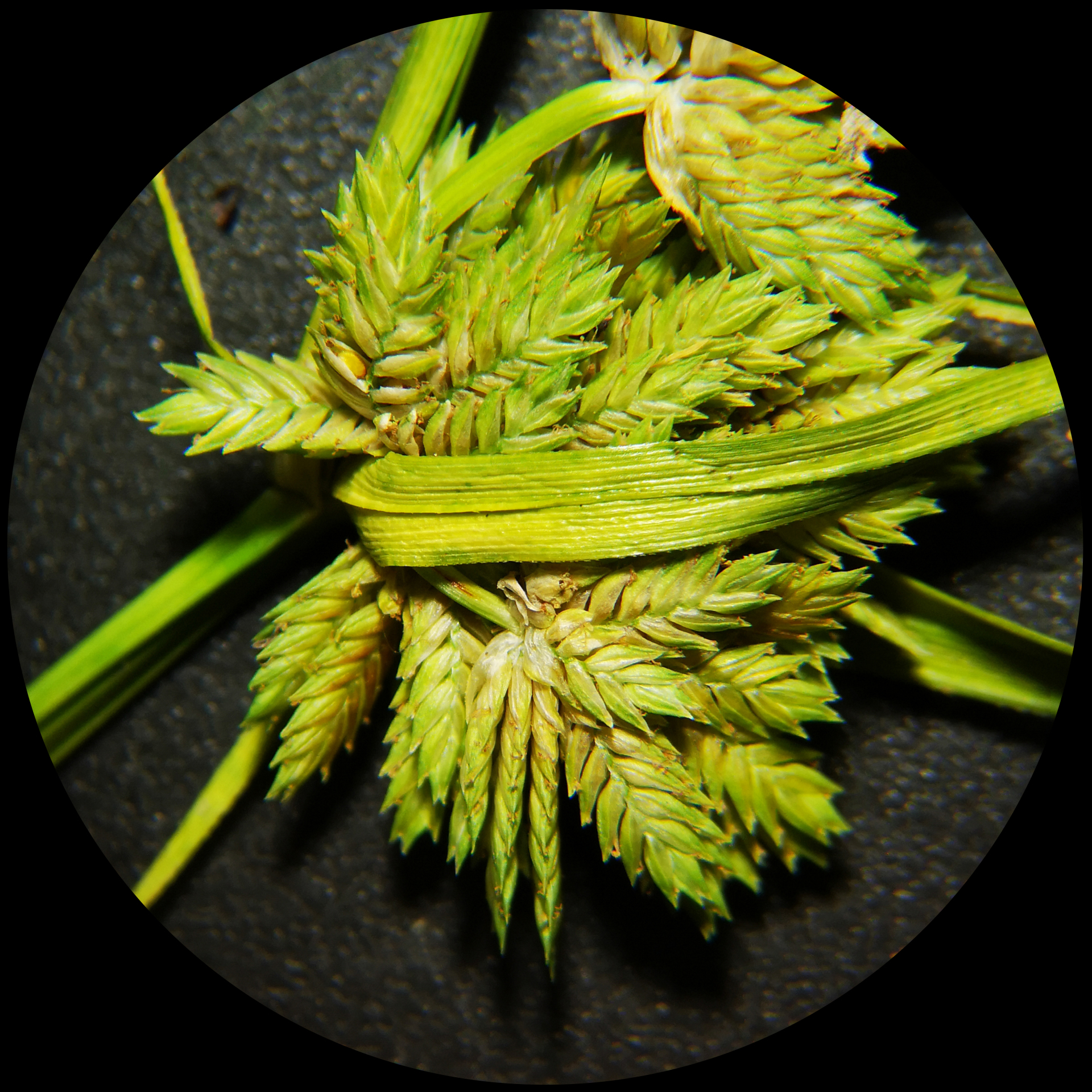 Cyperus eragrostis Rottb. ex C.B.Clarke, 1884 - Photo Bivouac Naturaliste