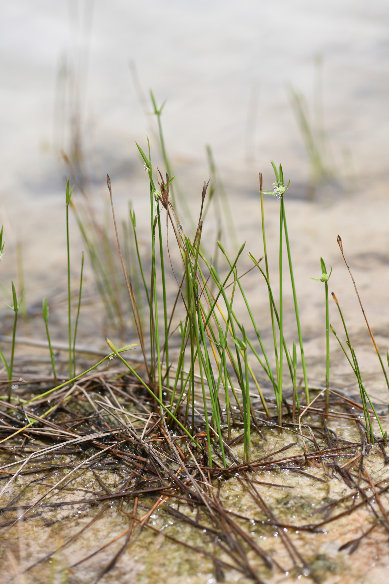 Cyperus obtusatus (J.Presl & C.Presl) Mattf. & Kük. - Photo Bivouac Naturaliste