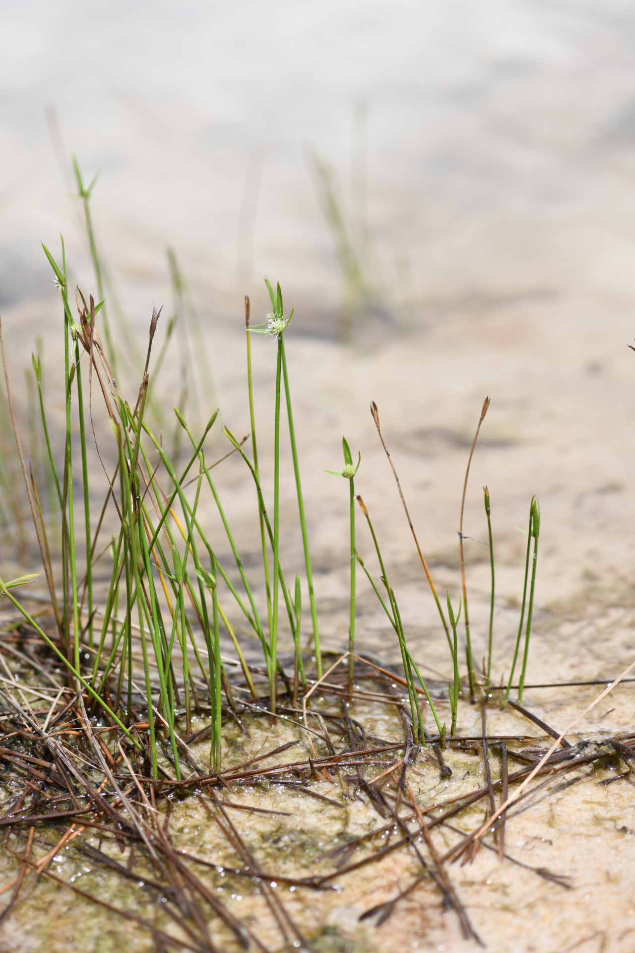 Cyperus obtusatus (J.Presl & C.Presl) Mattf. & Kük. - Photo Bivouac Naturaliste