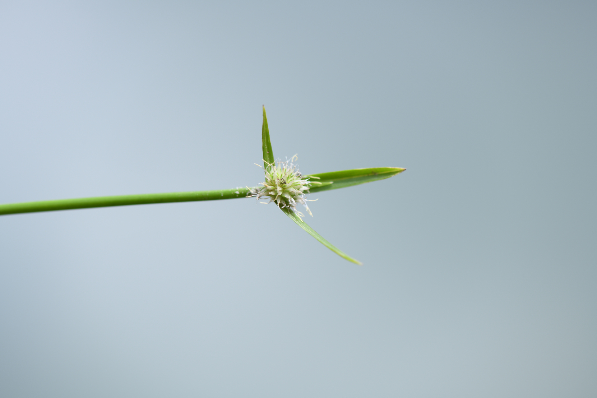 Cyperus obtusatus (J.Presl & C.Presl) Mattf. & Kük. - Photo Bivouac Naturaliste