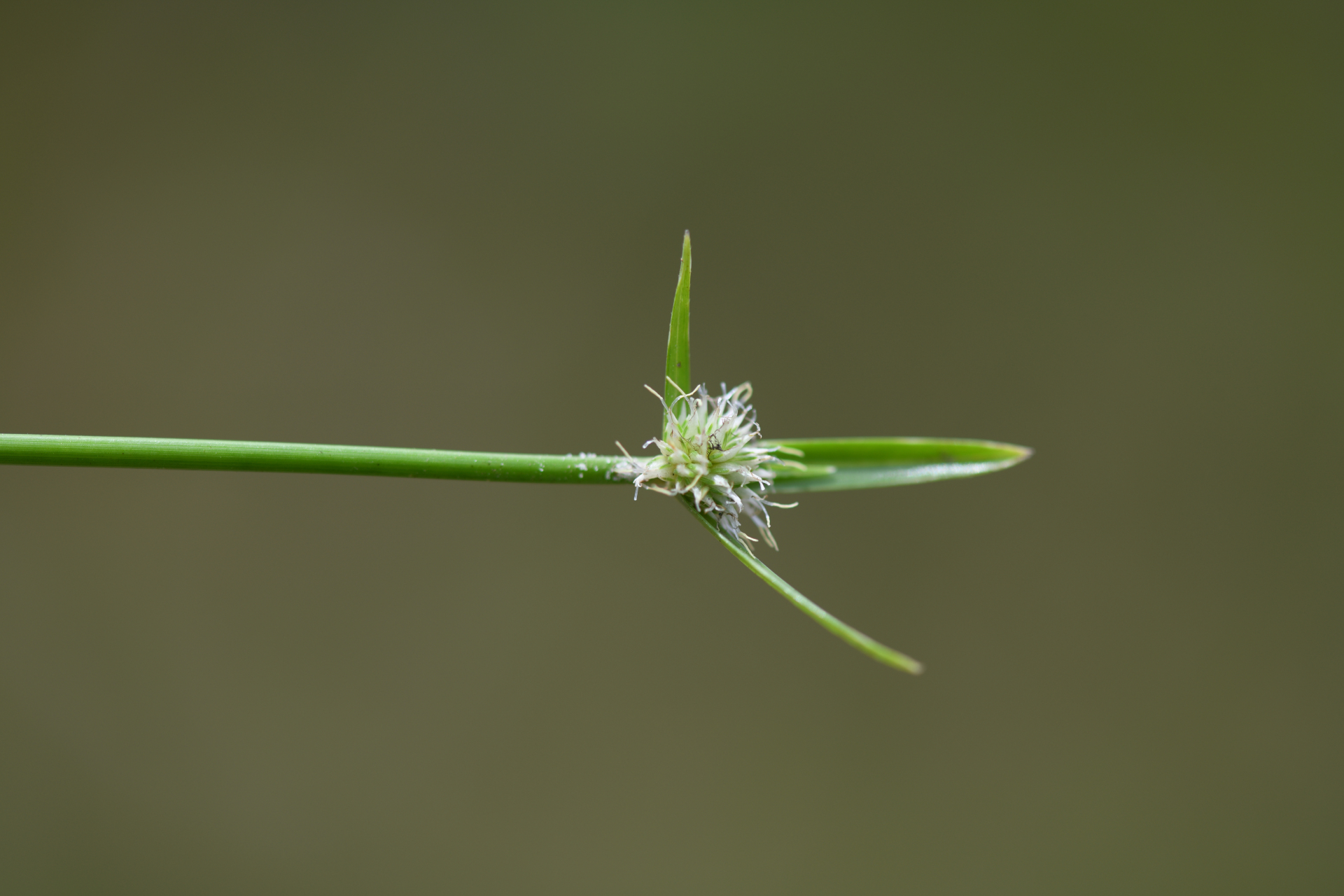 Cyperus obtusatus (J.Presl & C.Presl) Mattf. & Kük. - Photo Bivouac Naturaliste