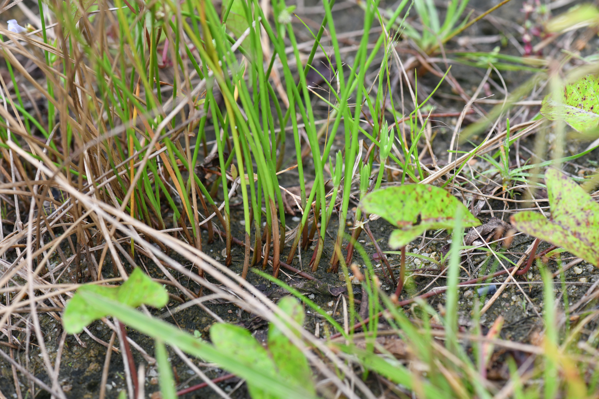 Cyperus obtusatus (J.Presl & C.Presl) Mattf. & Kük. - Photo Bivouac Naturaliste
