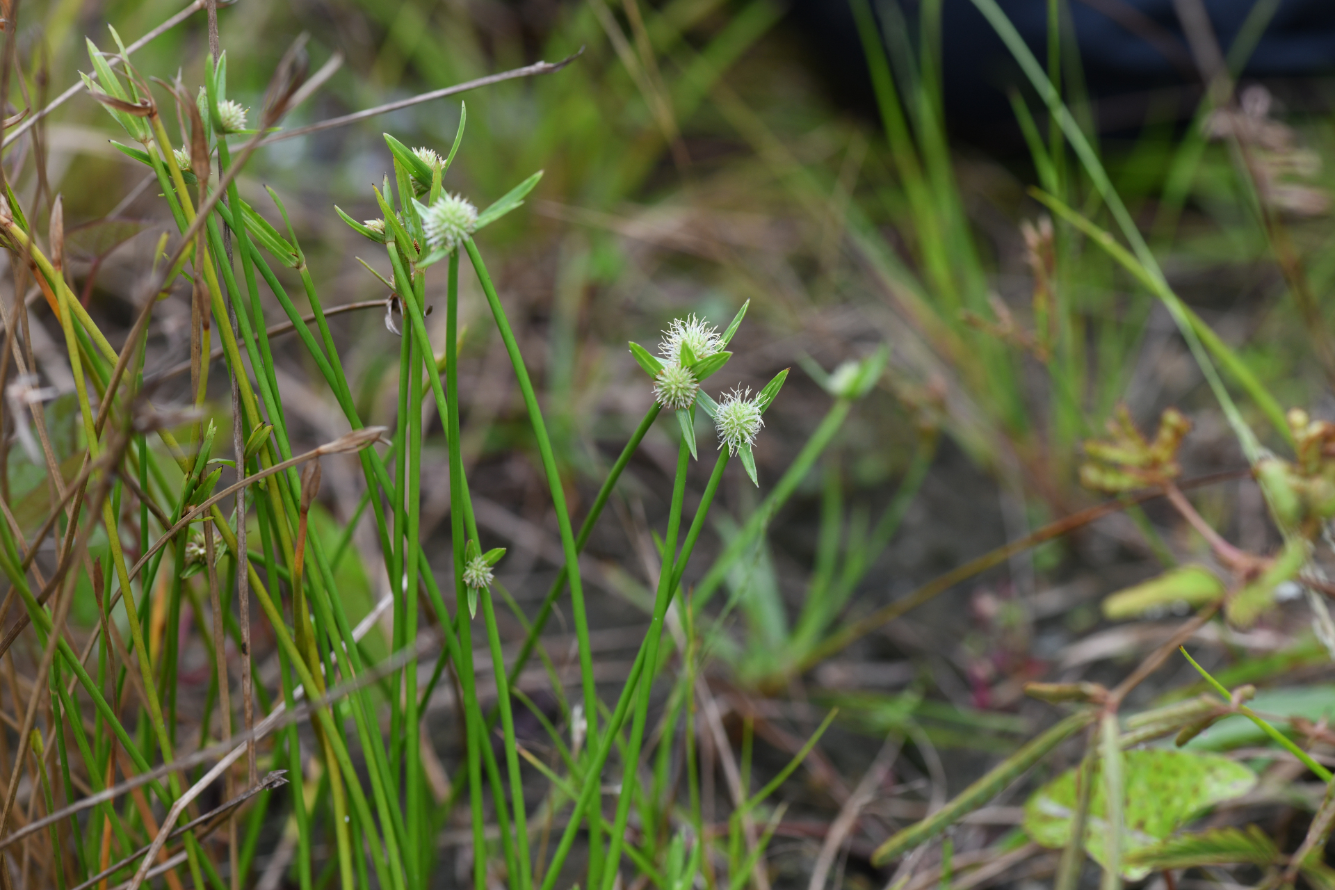 Cyperus obtusatus (J.Presl & C.Presl) Mattf. & Kük. - Photo Bivouac Naturaliste